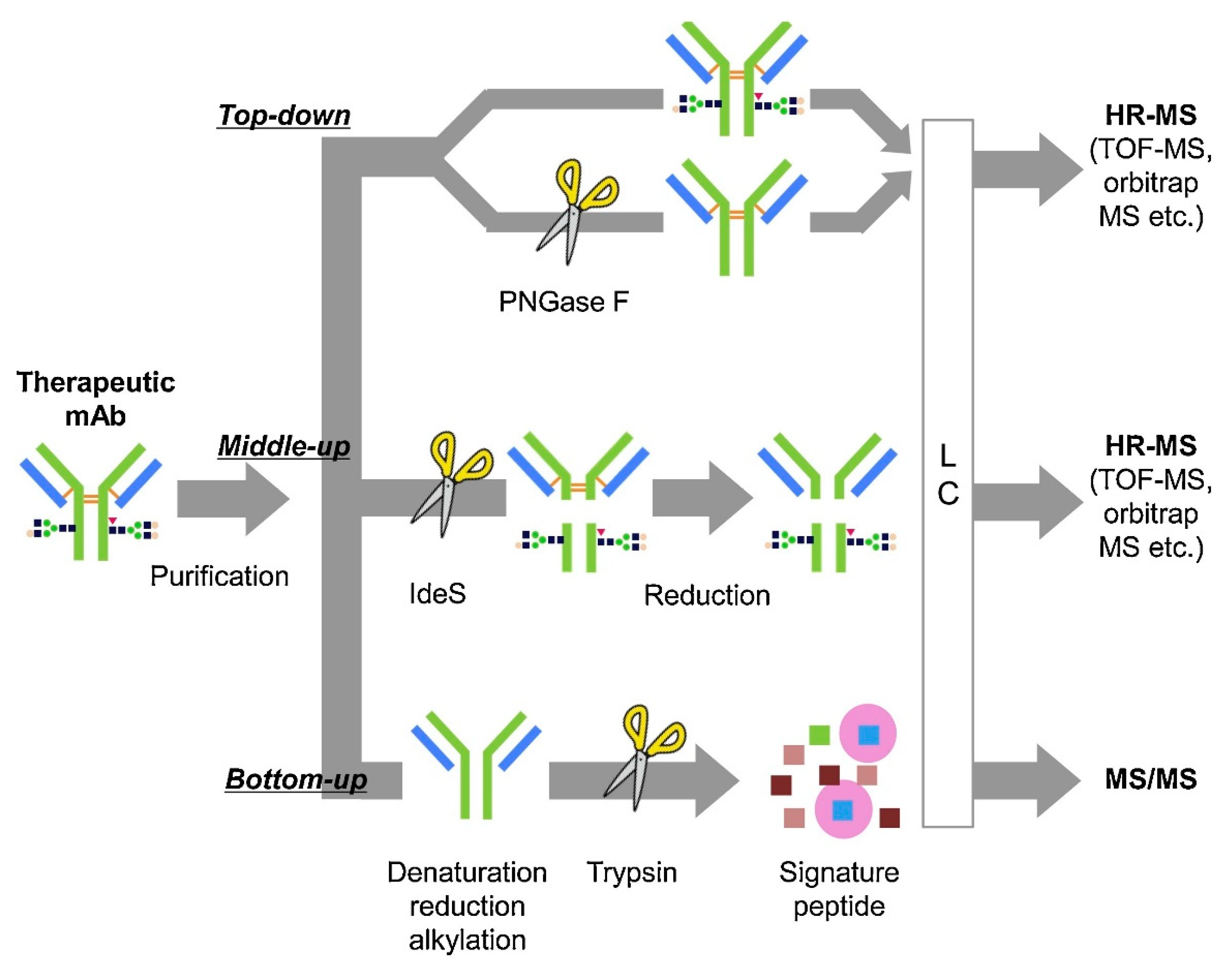 Antibodies 10 00030 g005 Antibodies 10 00030 g005