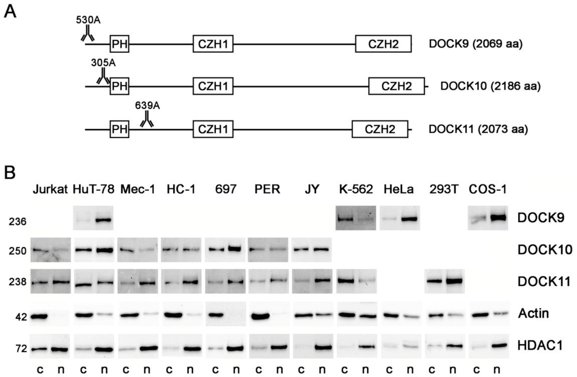 Antibodies 10 00033 g001 Antibodies 10 00033 g001