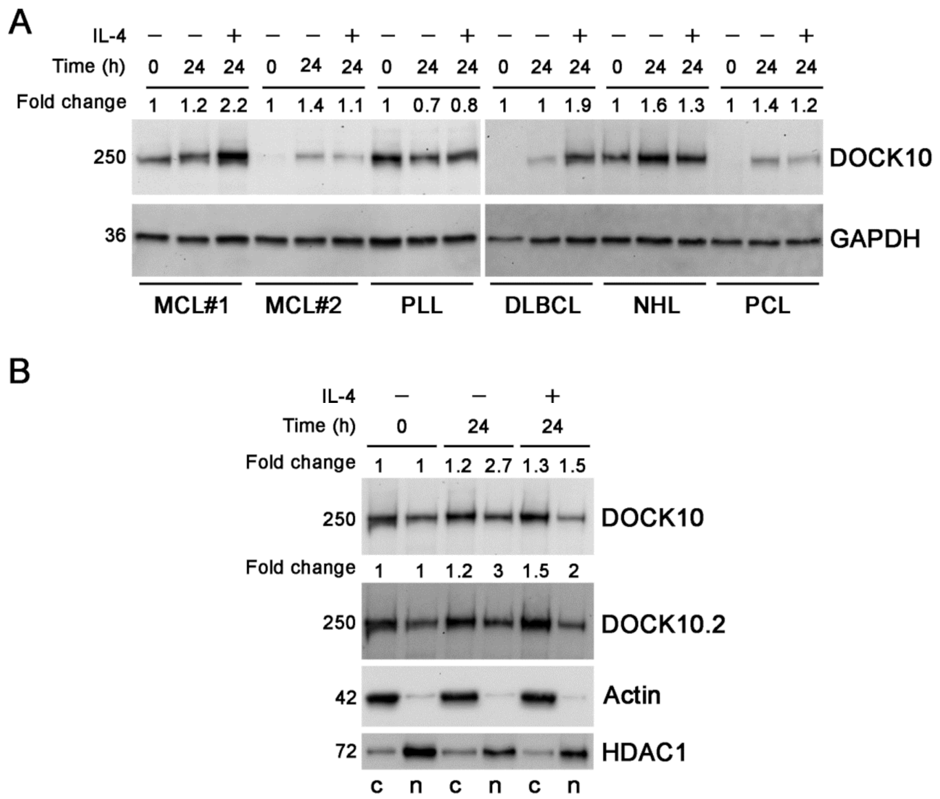 Antibodies 10 00033 g002 Antibodies 10 00033 g002