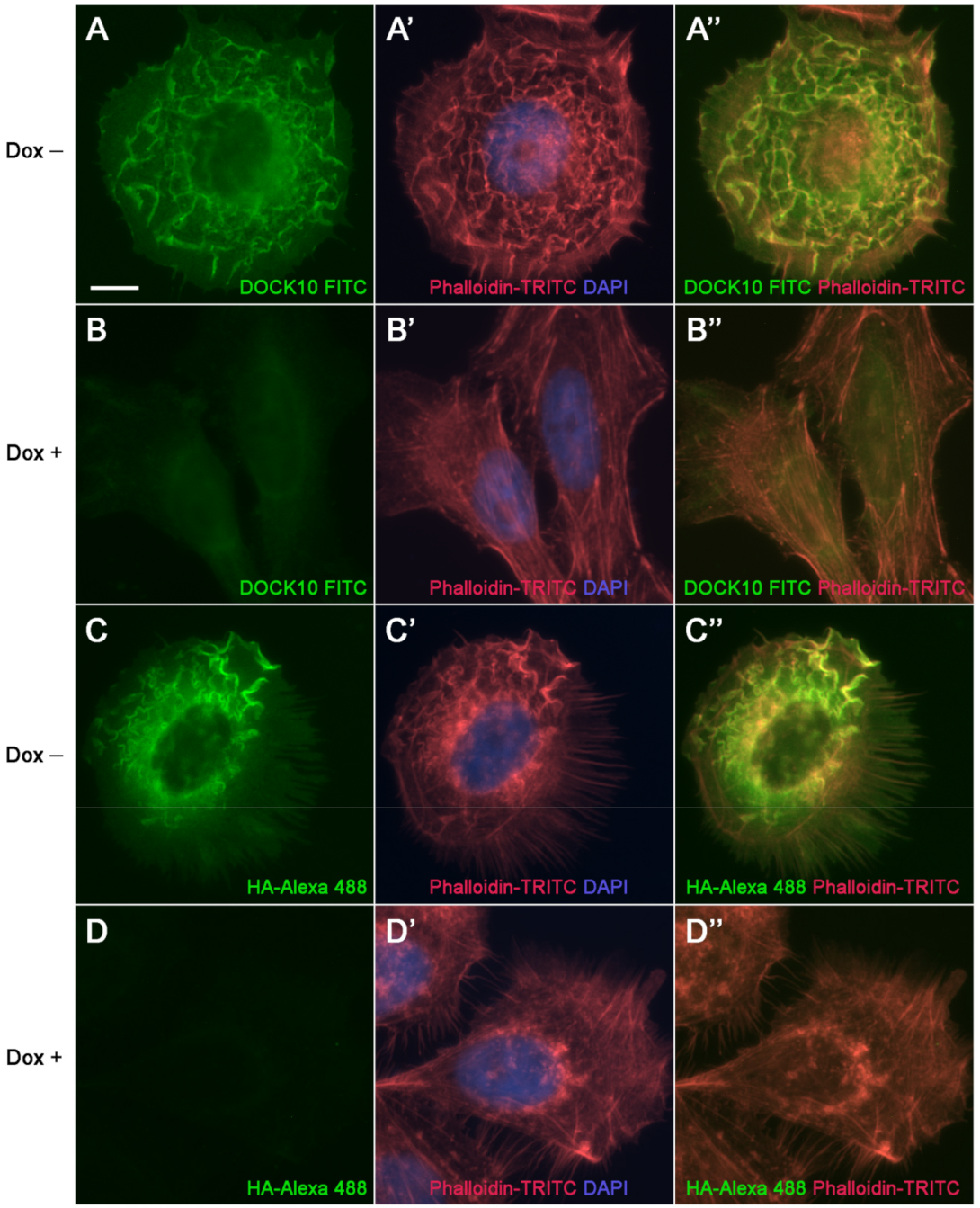 Antibodies 10 00033 g003 Antibodies 10 00033 g003