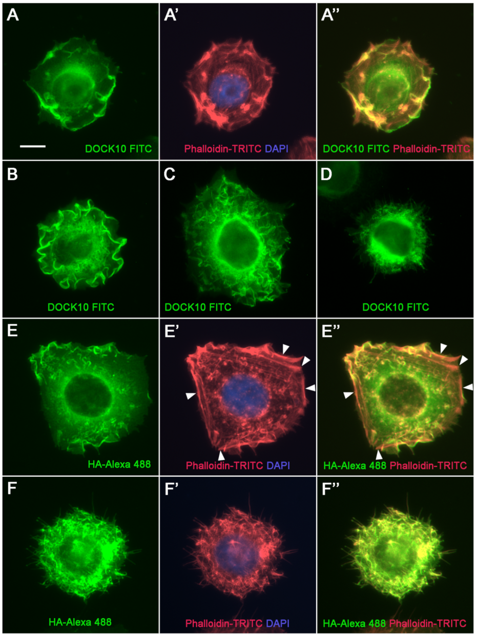 Antibodies 10 00033 g004 Antibodies 10 00033 g004