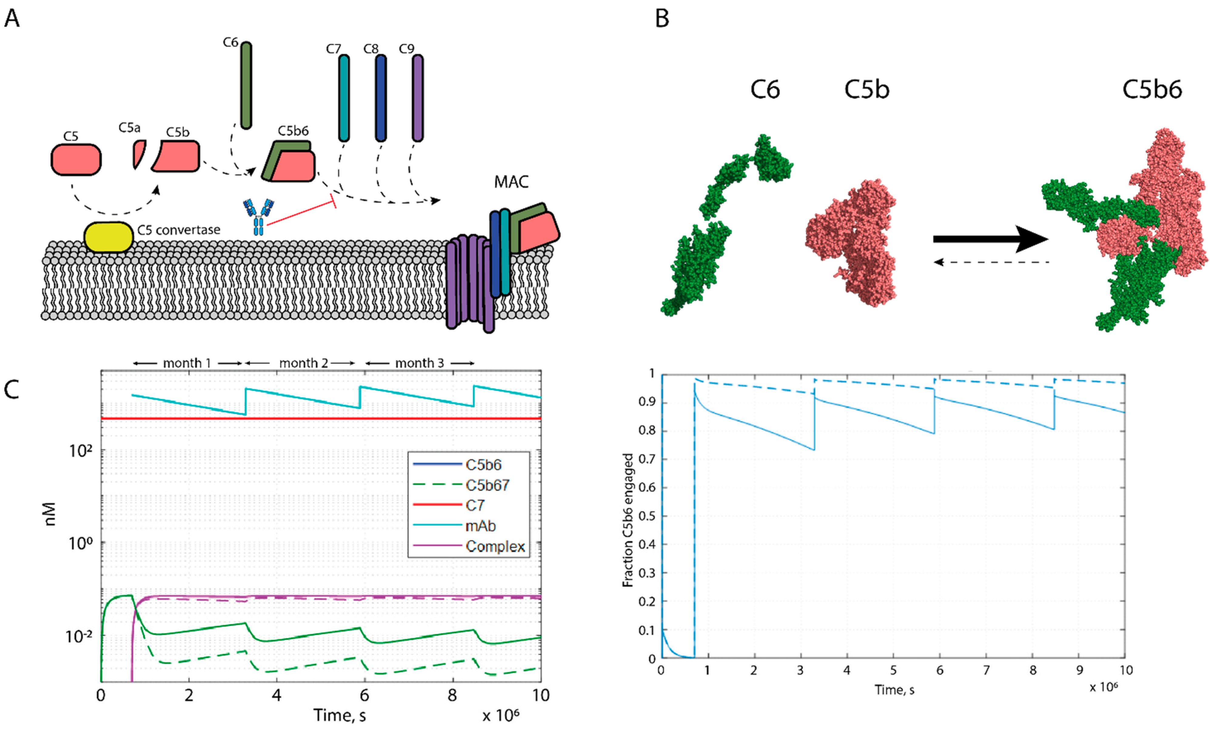 Antibodies 10 00039 g001