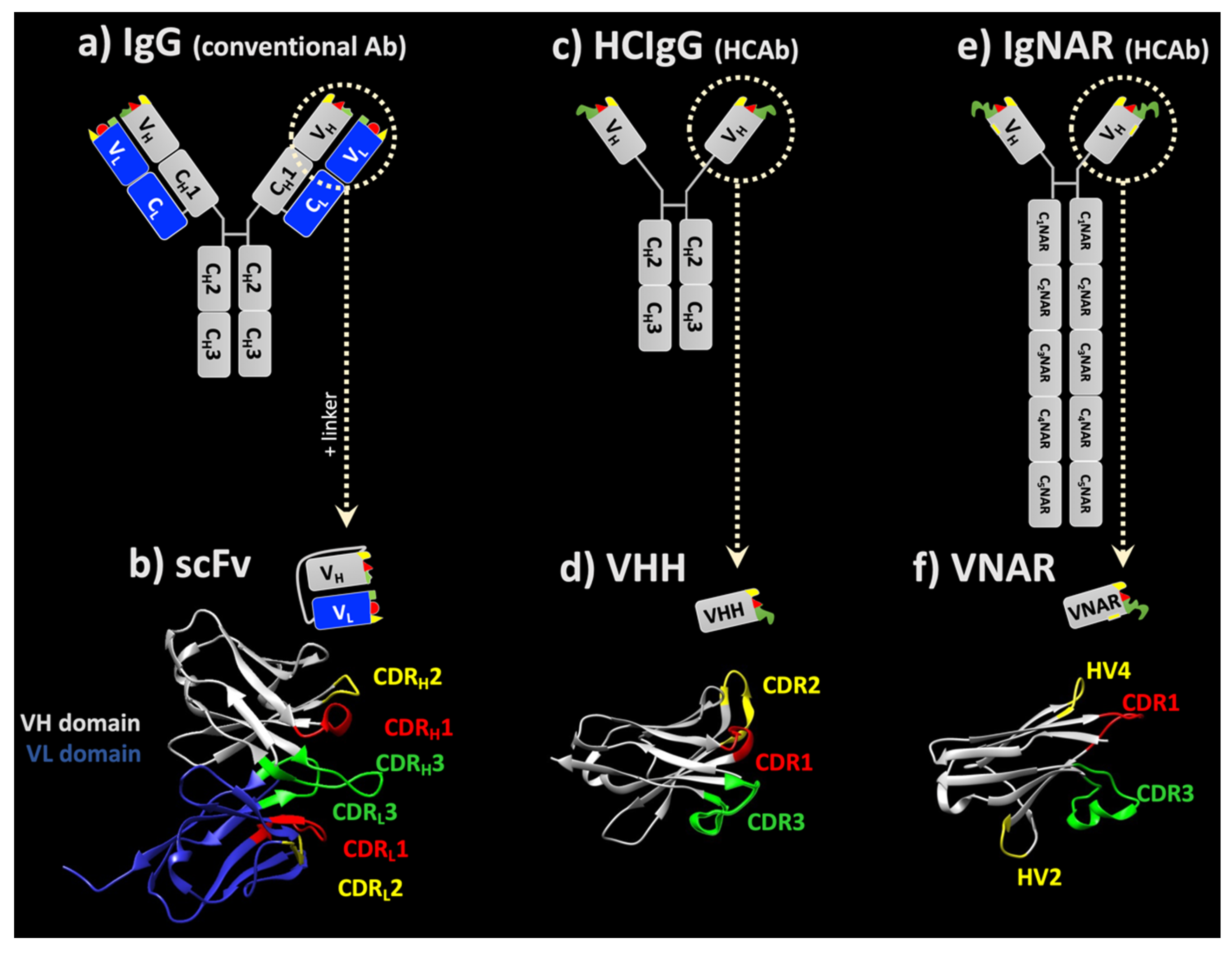 Antibodies 10 00047 g001