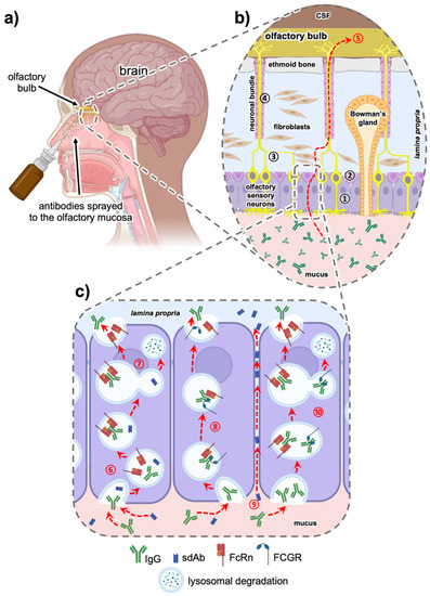 Antibodies 10 00047 g002