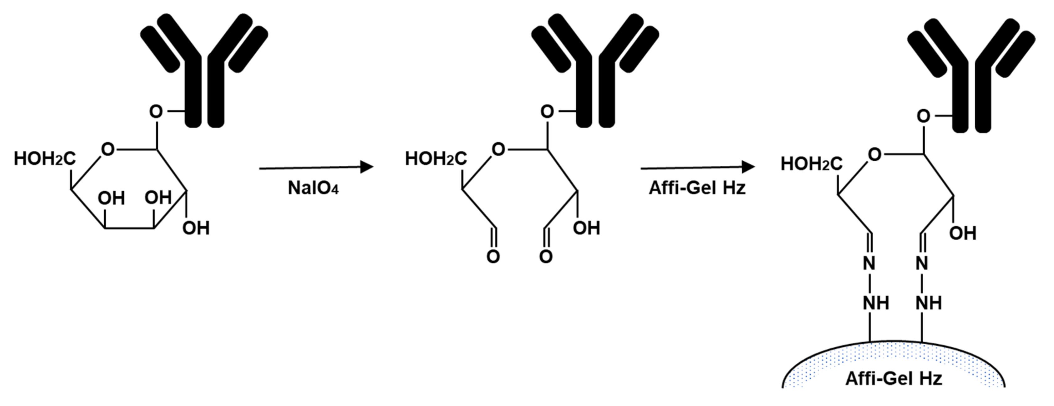Antibodies 10 00048 g001