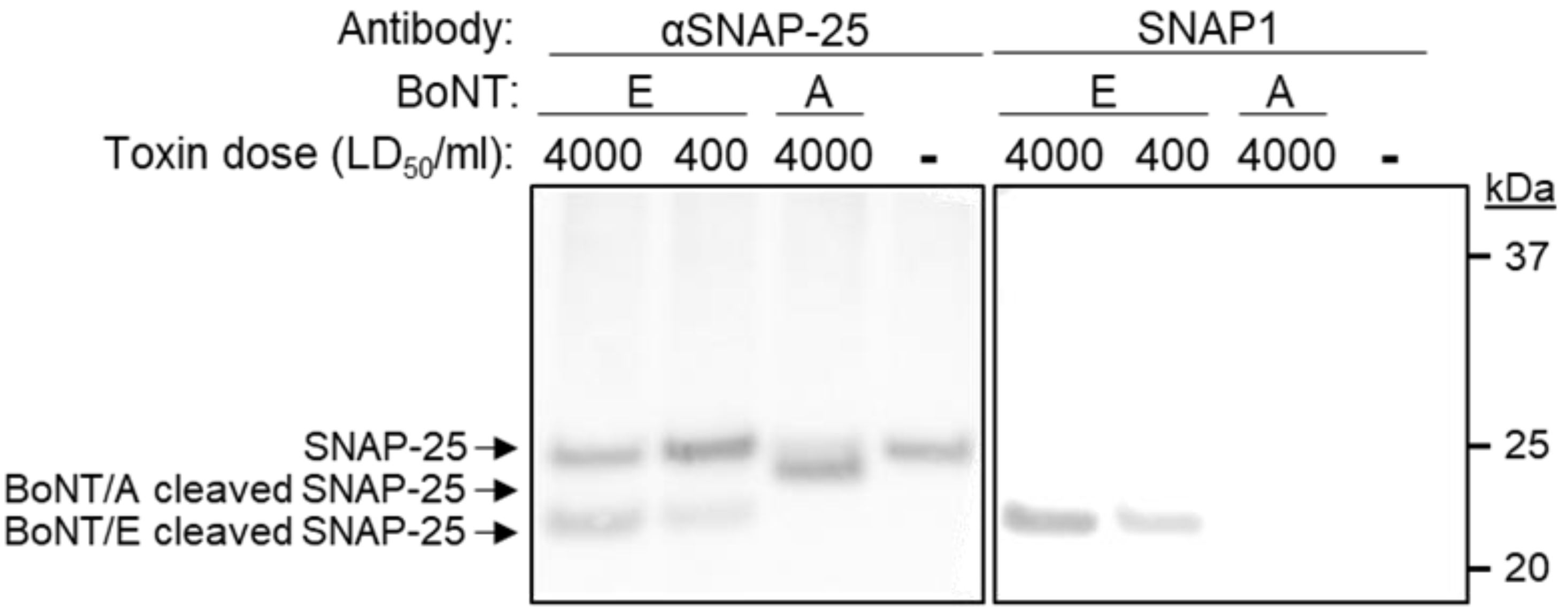 Antibodies 11 00021 g006