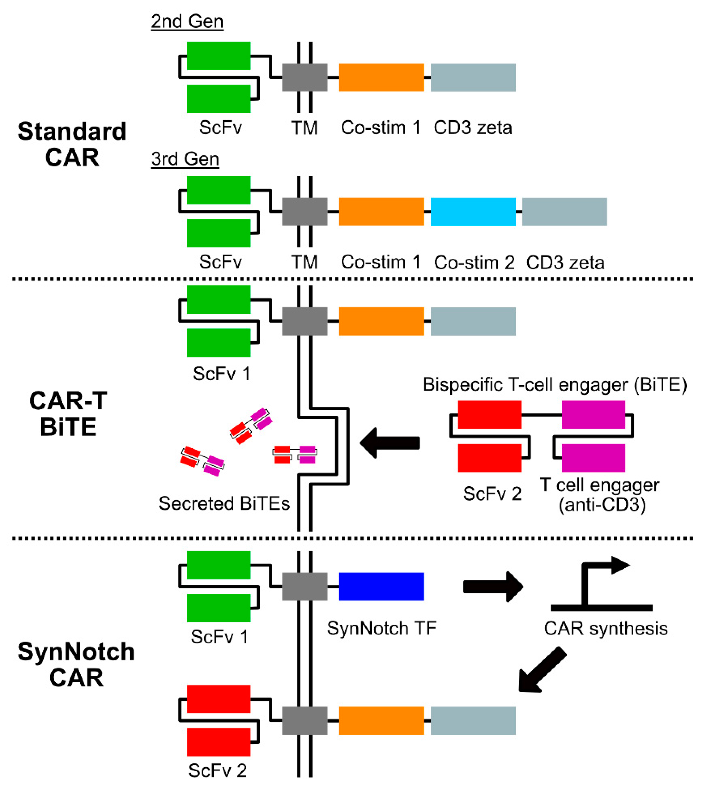 Antibodies 11 00031 g001