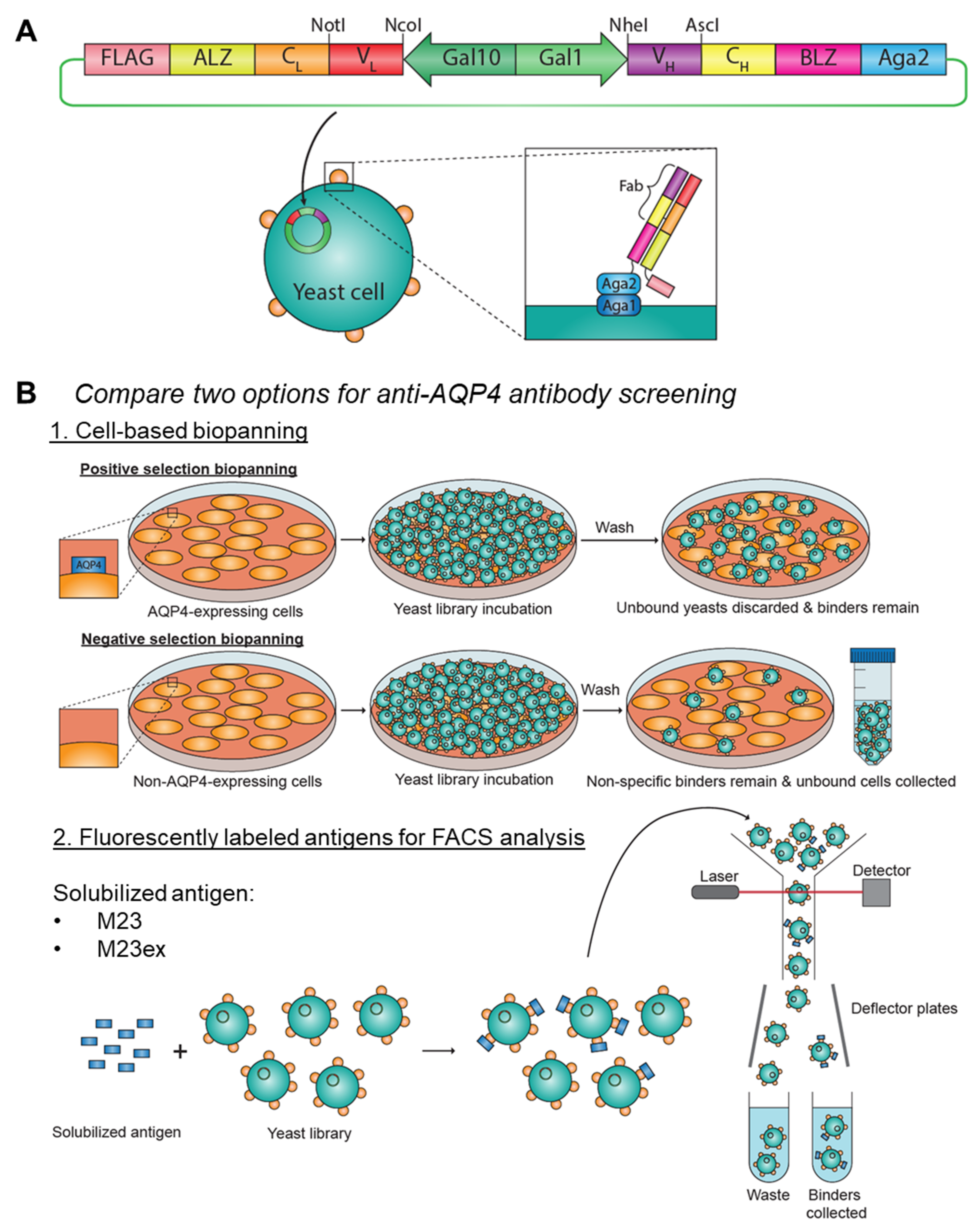 Antibodies 11 00039 g001