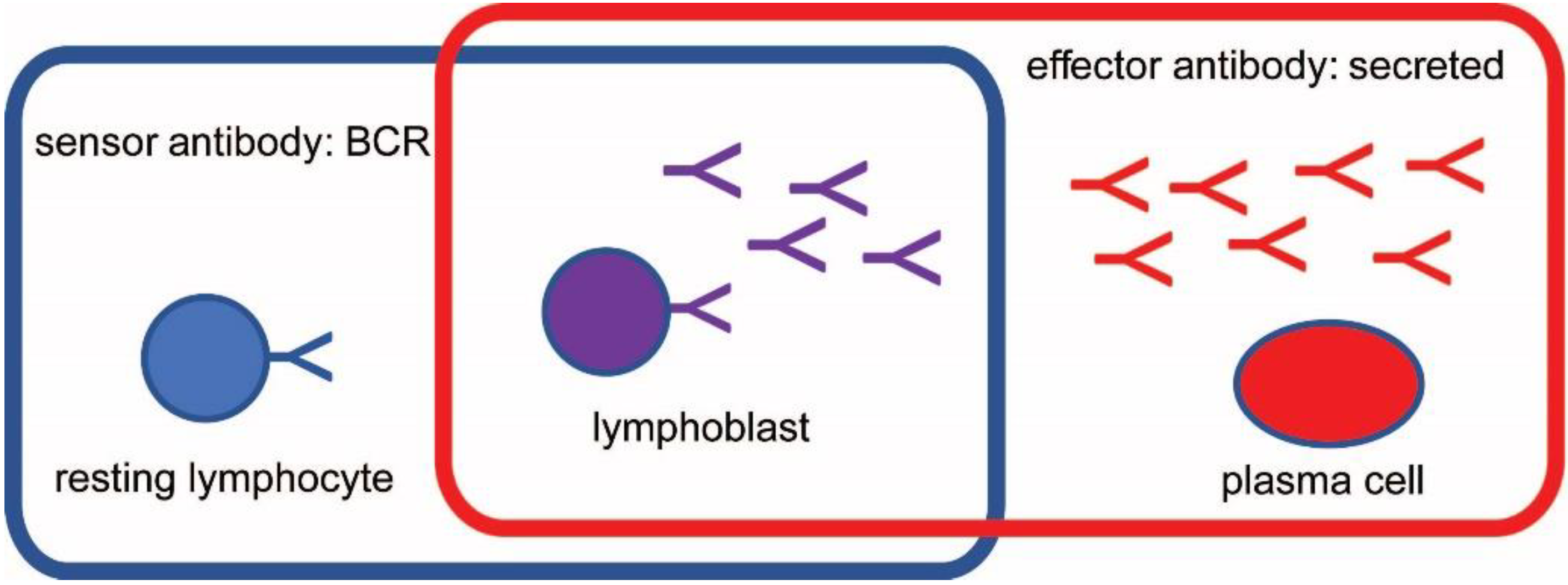 Antibodies 11 00043 g001 Antibodies 11 00043 g001