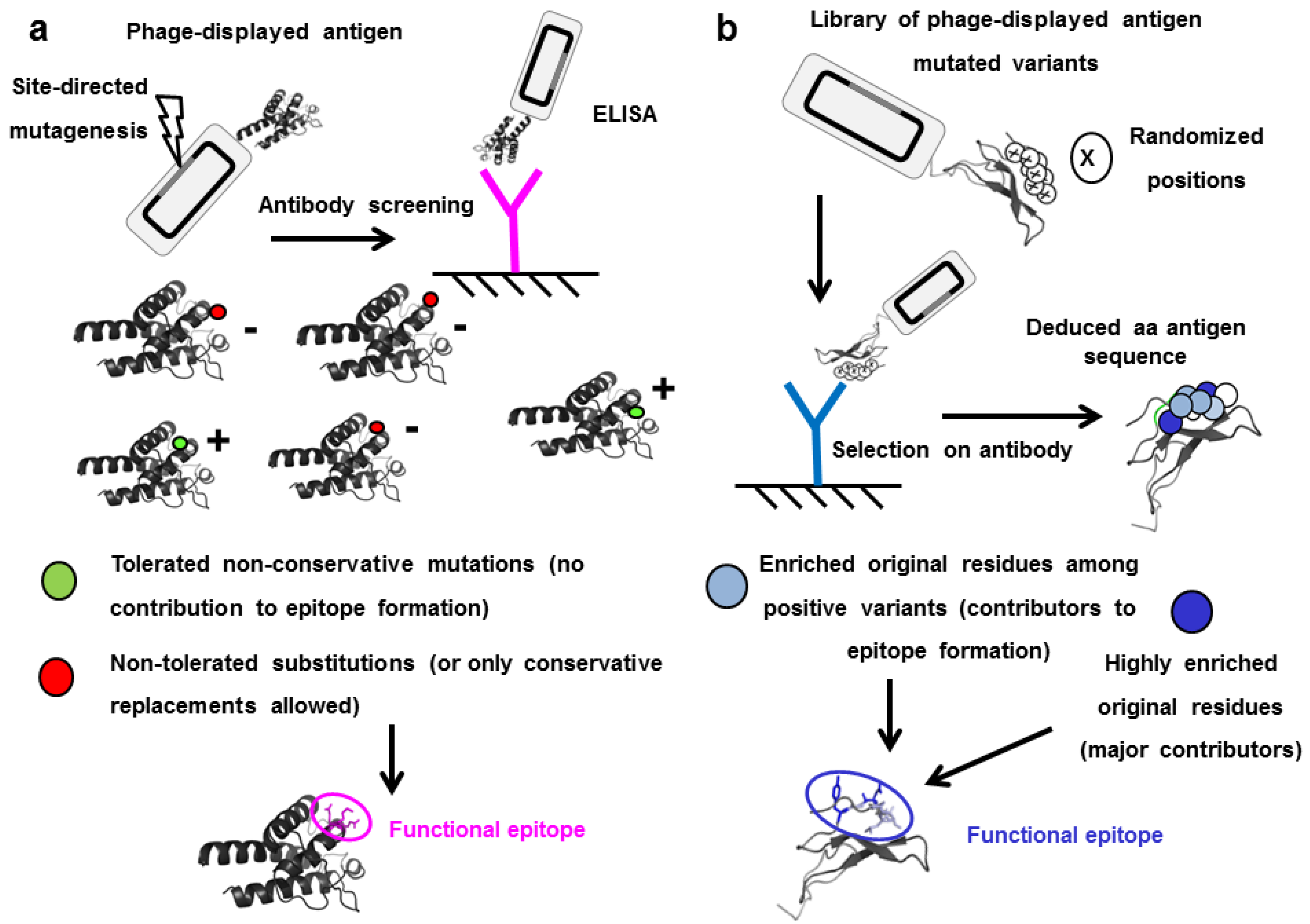 Antibodies 11 00048 g002