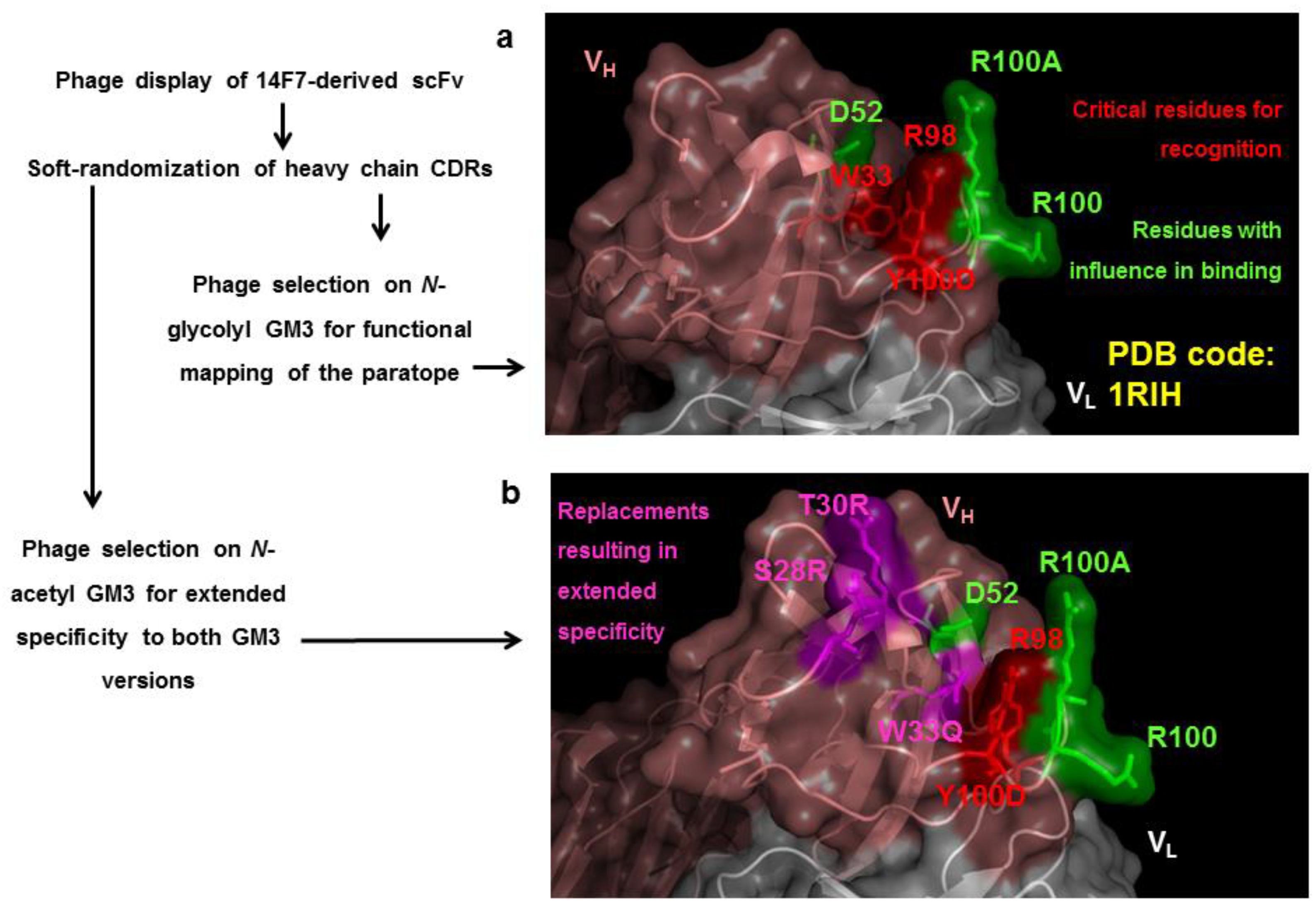 Antibodies 11 00048 g005