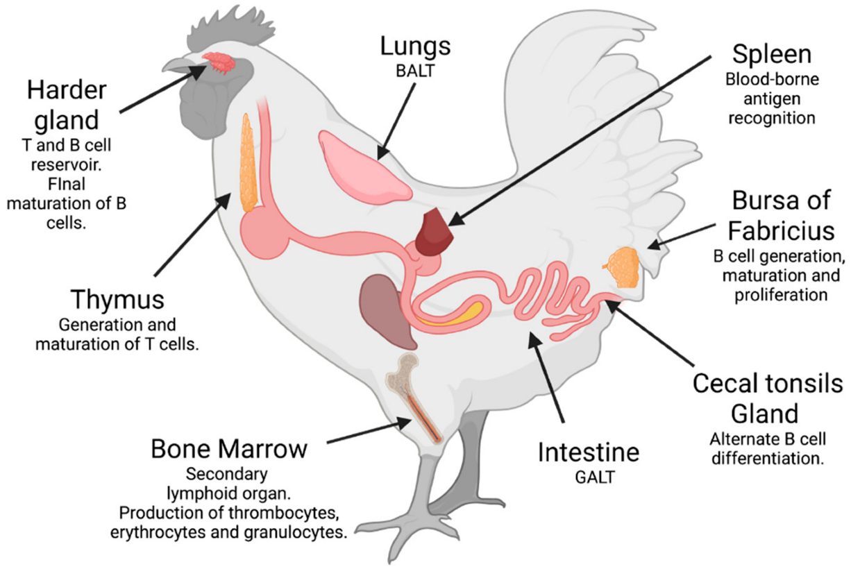 Antibodies 11 00062 g001