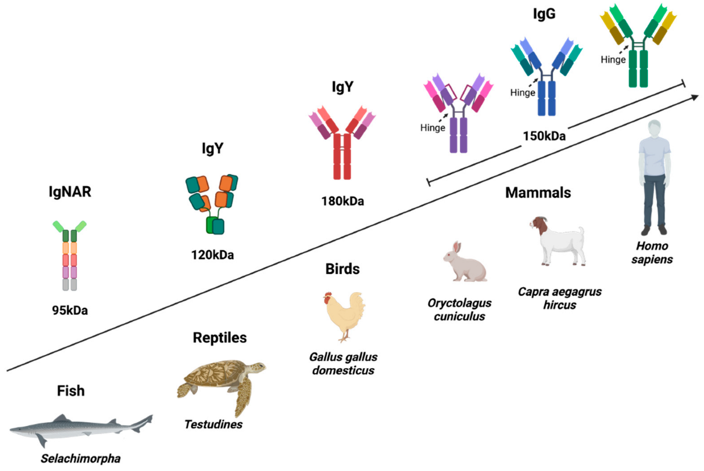 Antibodies 11 00062 g002
