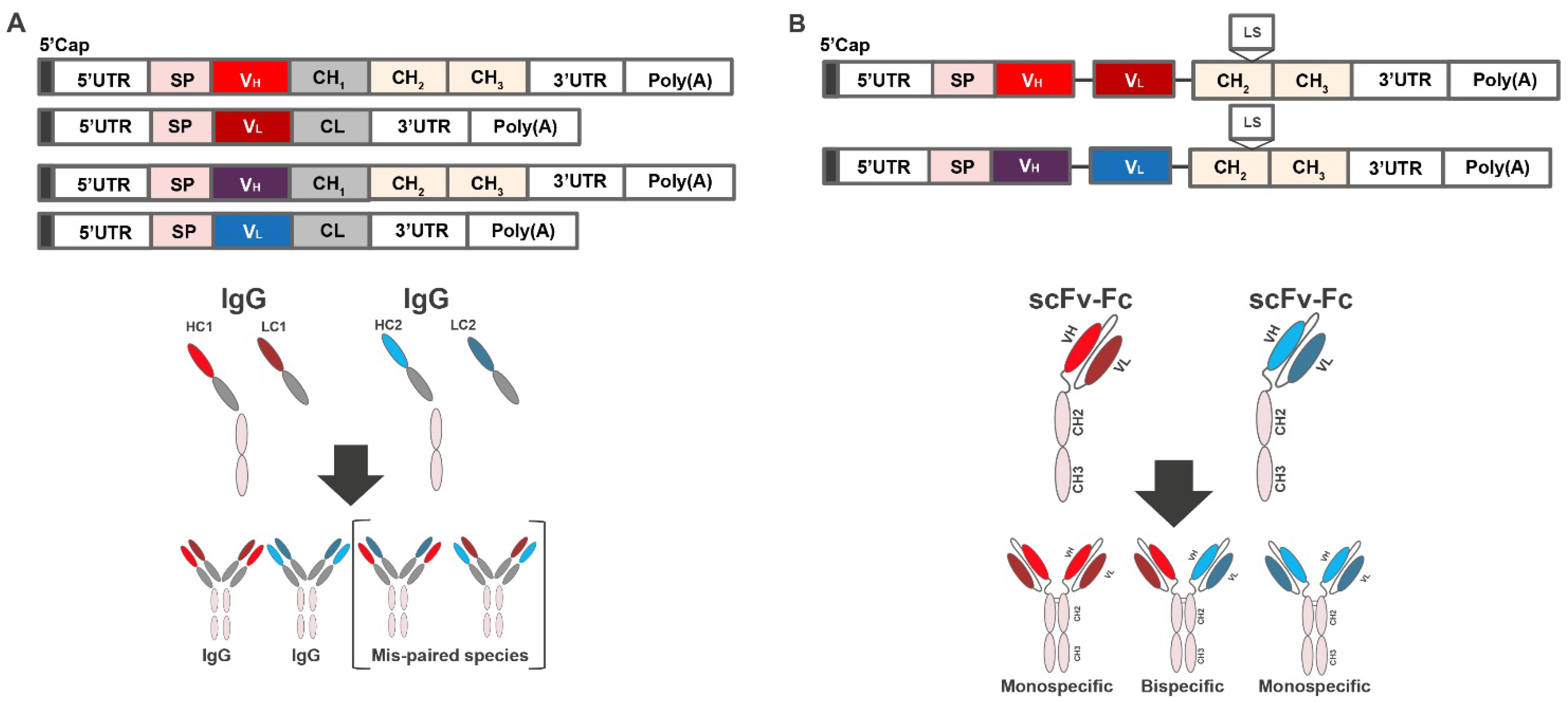 Antibodies 11 00067 g001 Antibodies 11 00067 g001