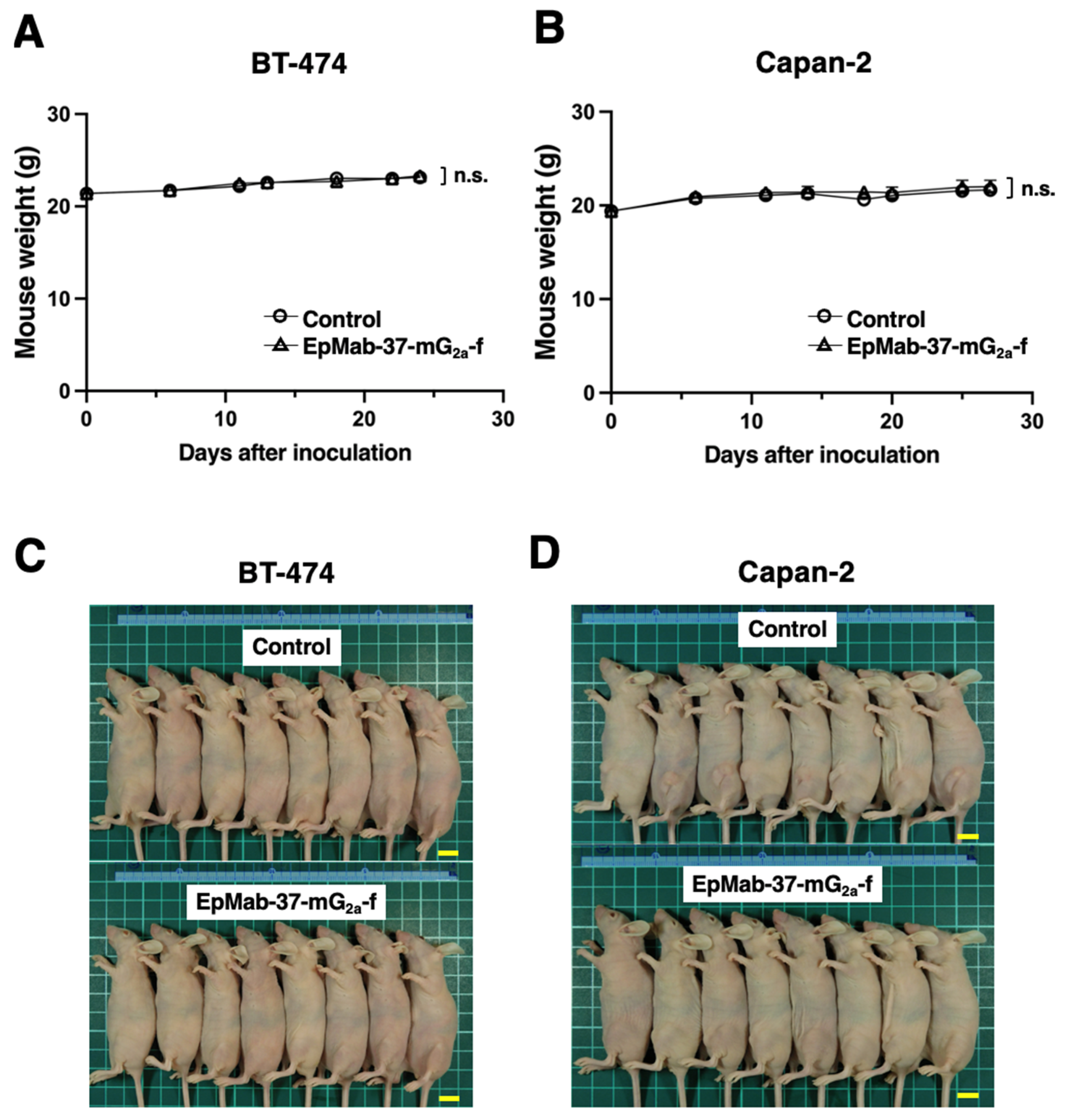 Antibodies 11 00074 g005