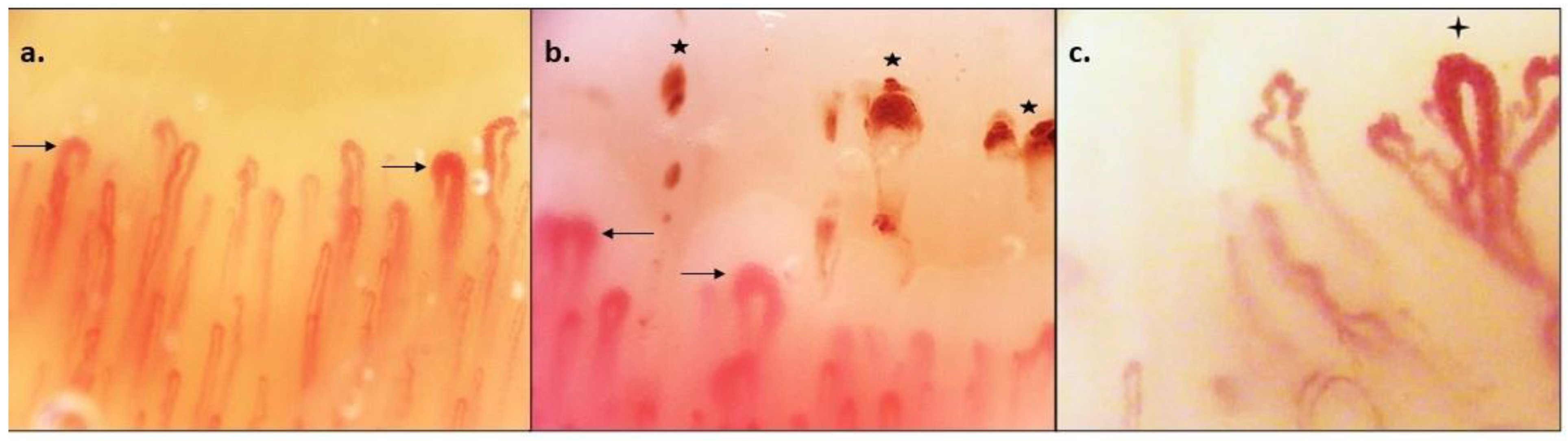 Antibodies 12 00003 g001 Antibodies 12 00003 g001