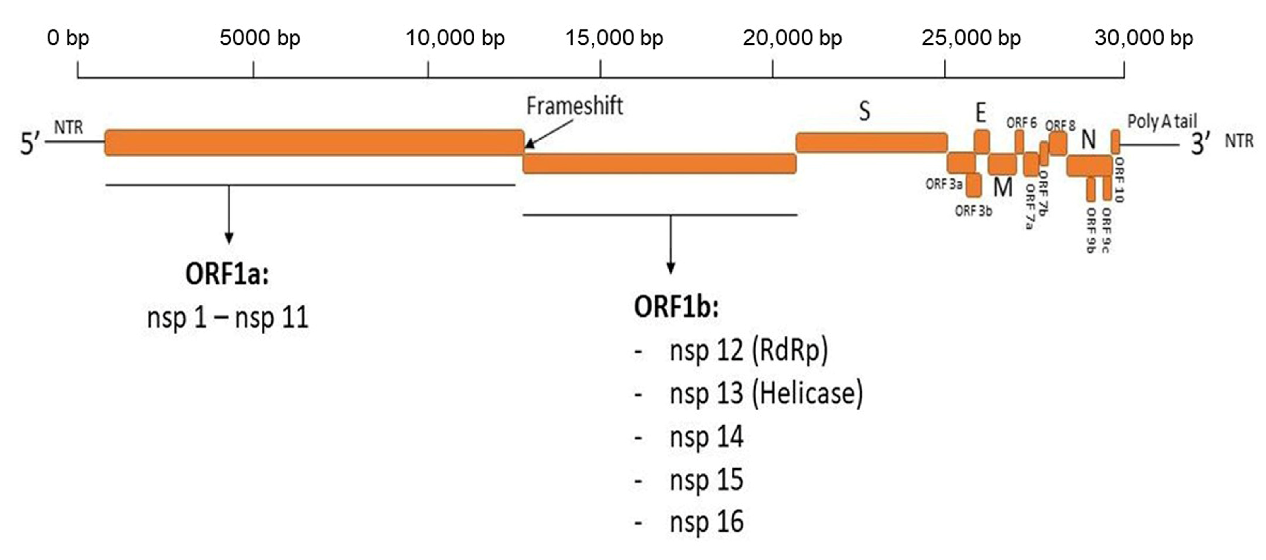 Antibodies 12 00005 g001 Antibodies 12 00005 g001