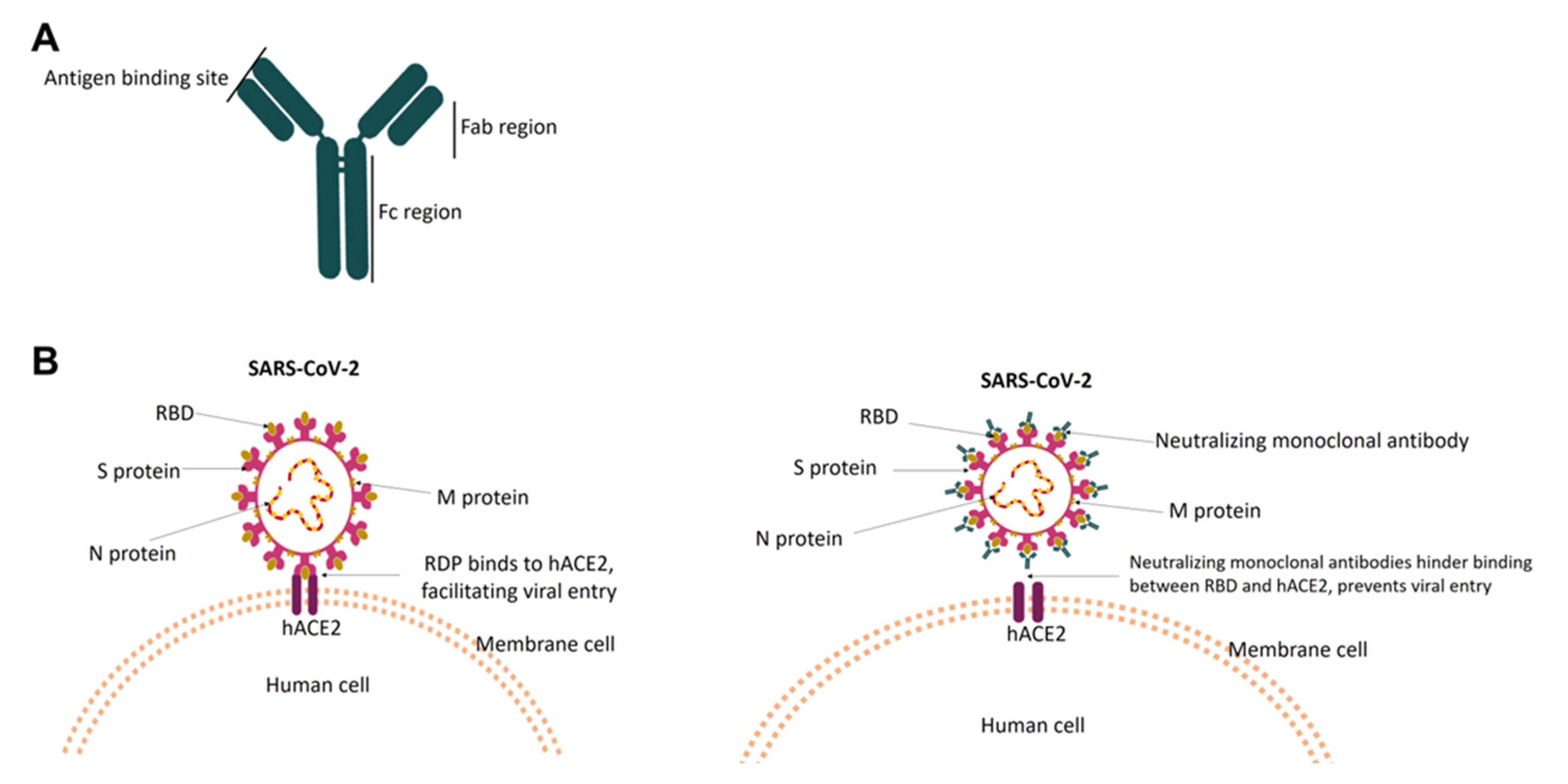 Antibodies 12 00005 g002 Antibodies 12 00005 g002