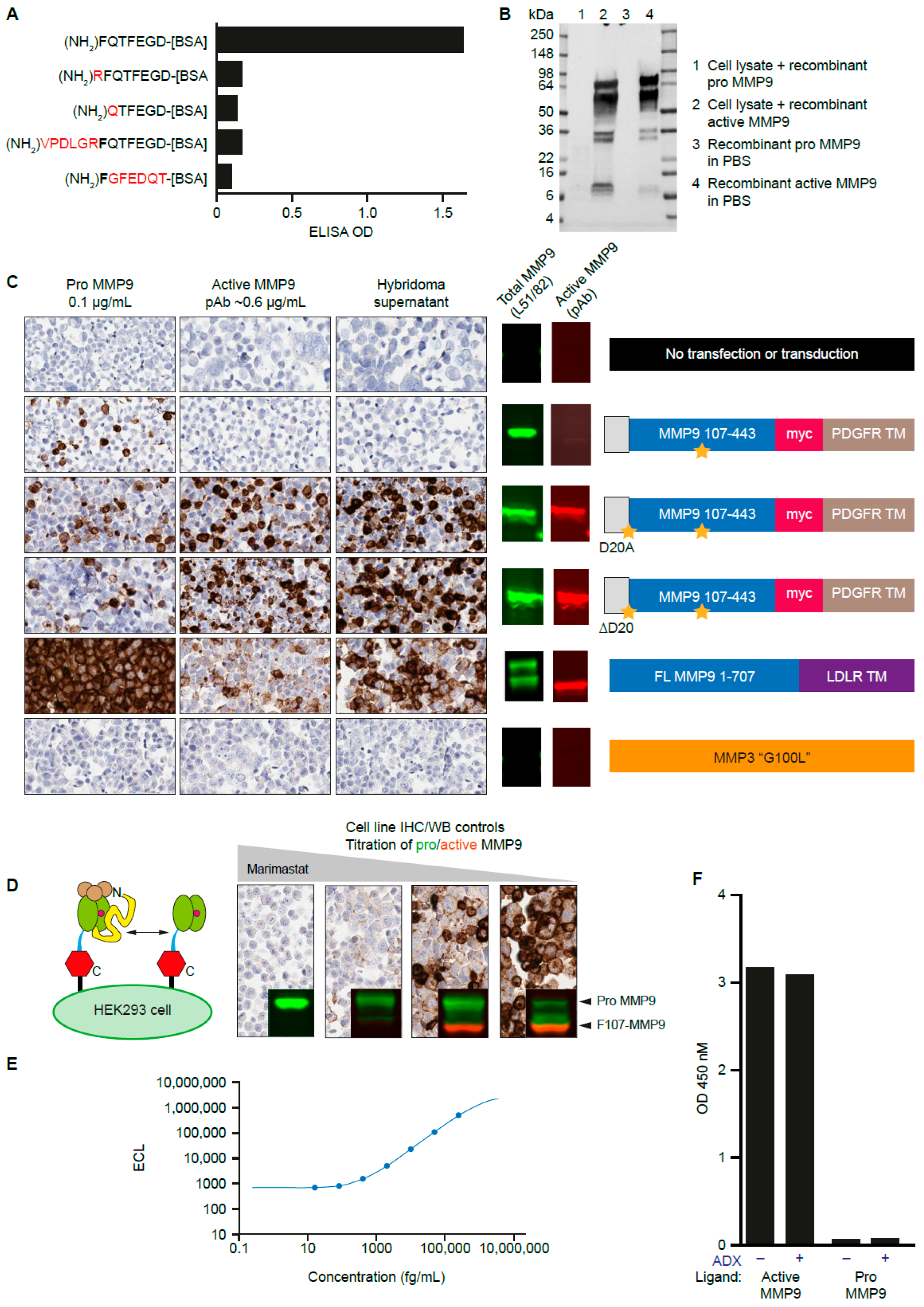 Antibodies 12 00009 g002 Antibodies 12 00009 g002