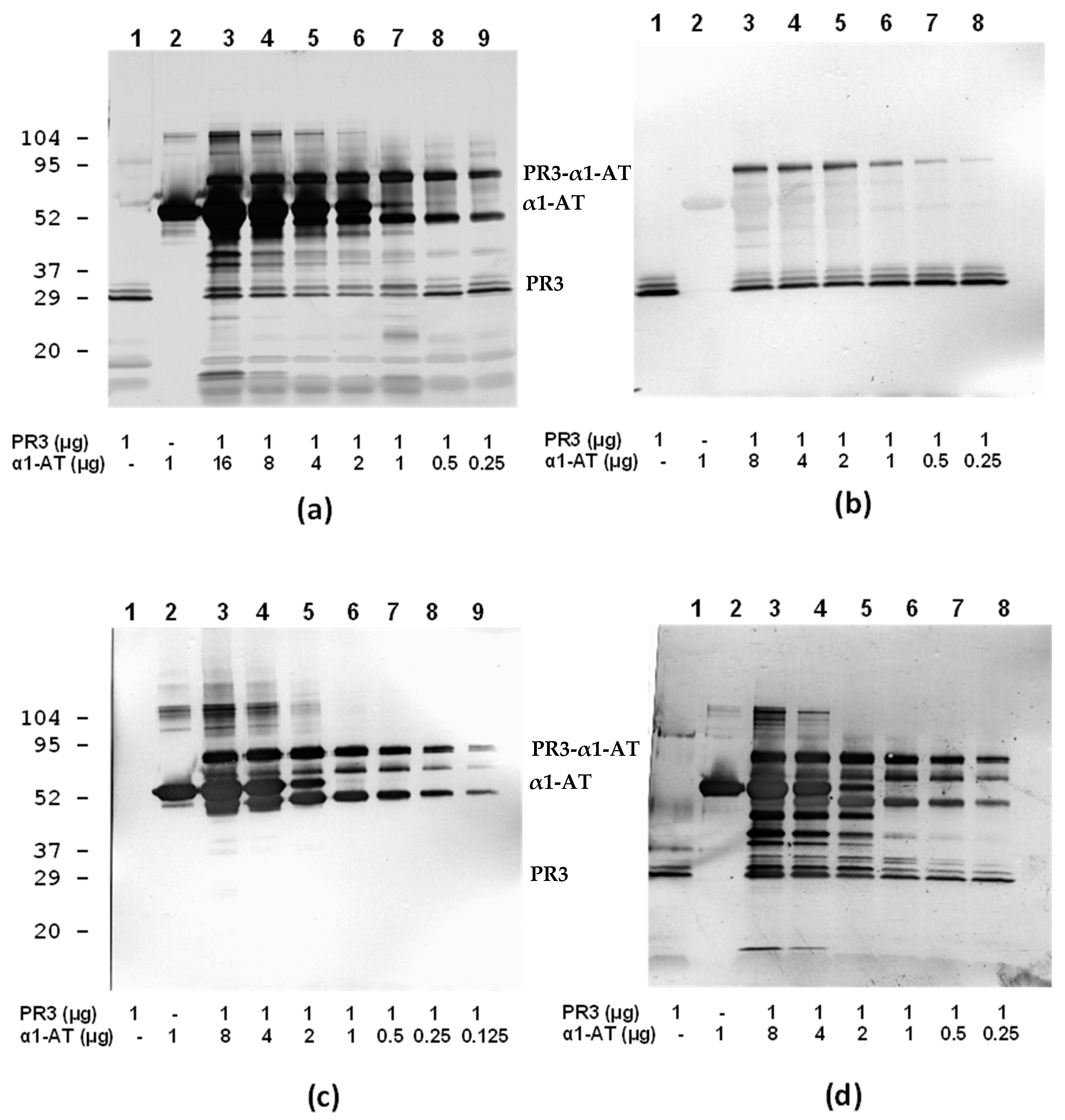 Antibodies 12 00023 g008 Antibodies 12 00023 g008