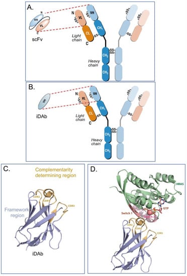 Antibodies 12 00024 g001