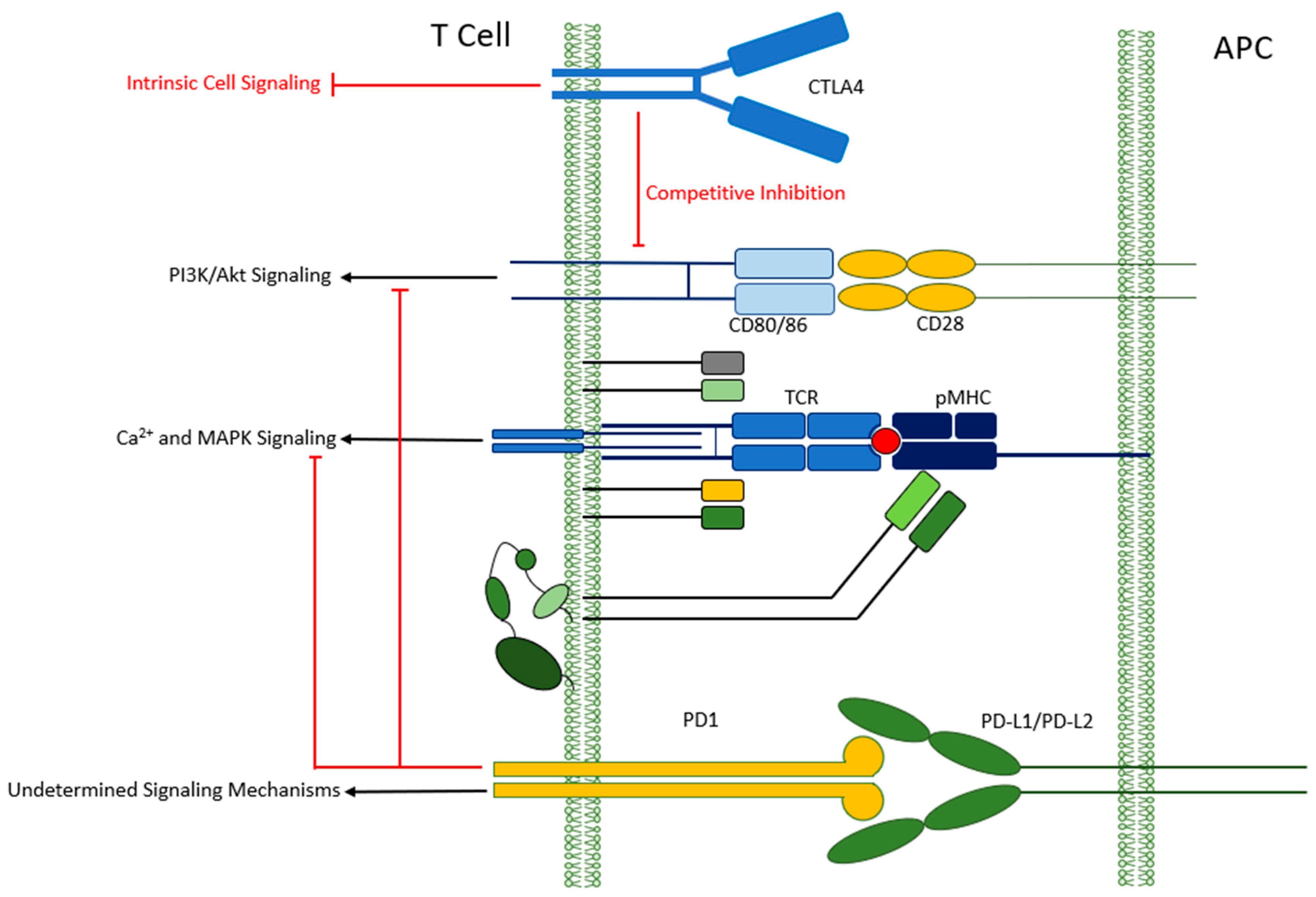 Antibodies 12 00027 g001 Antibodies 12 00027 g001