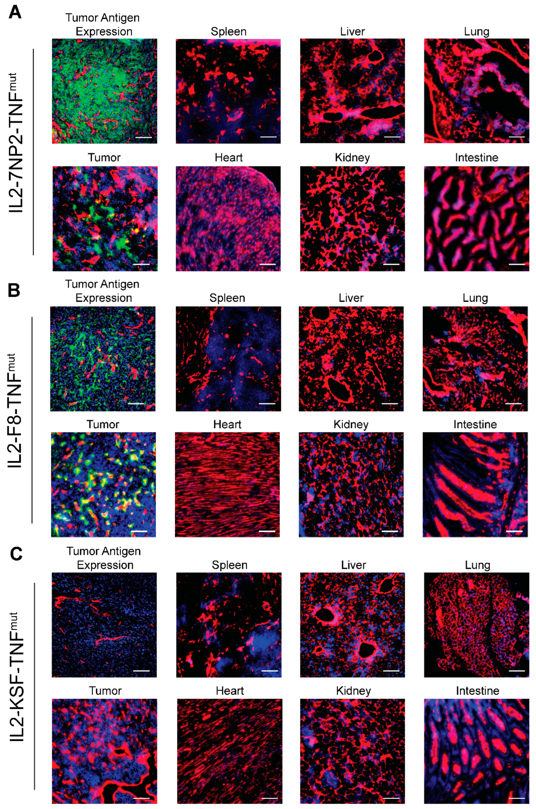 Antibodies 12 00029 g003