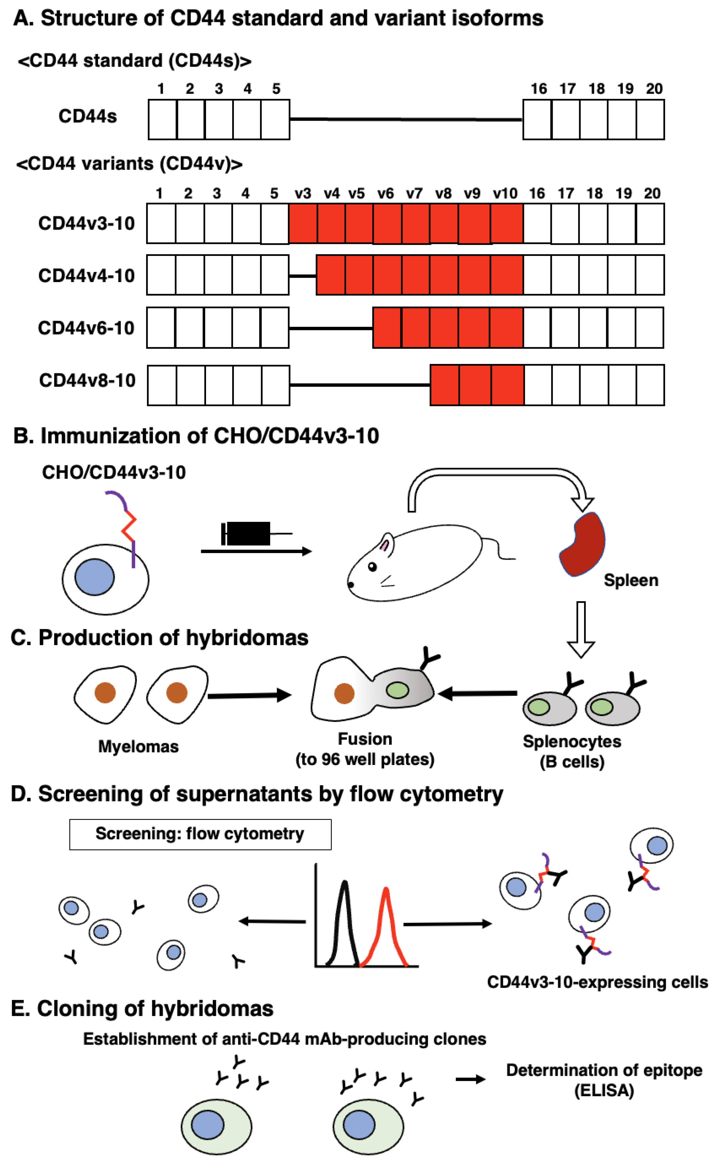 Antibodies 12 00031 g001