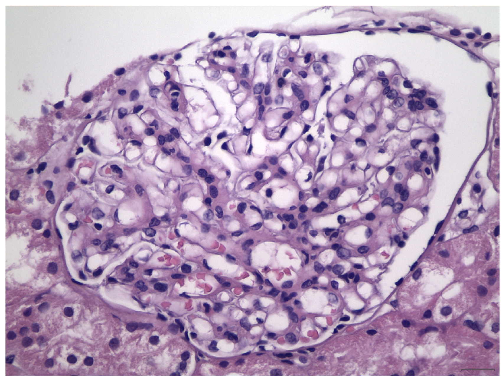 Antibodies 12 00040 g001 Antibodies 12 00040 g001