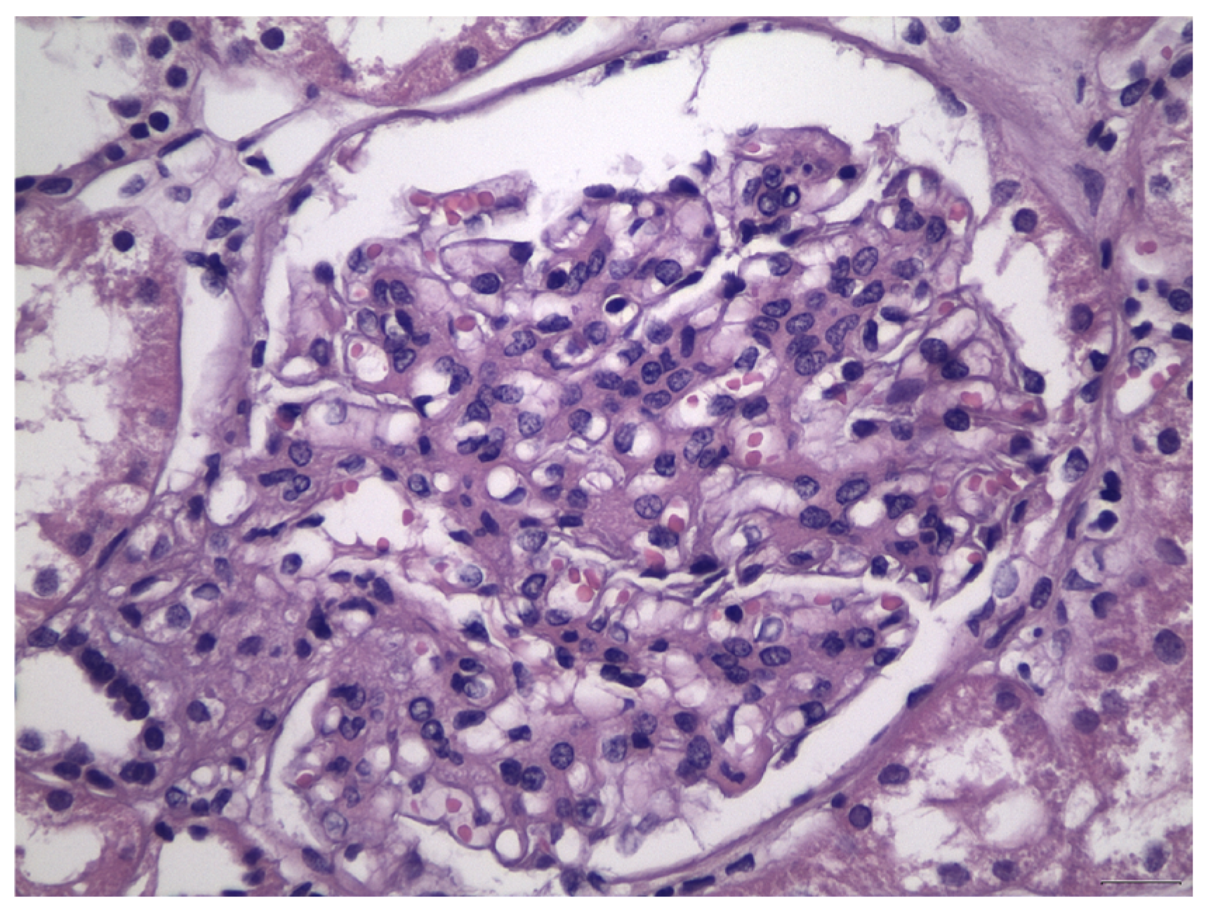 Antibodies 12 00040 g002 Antibodies 12 00040 g002