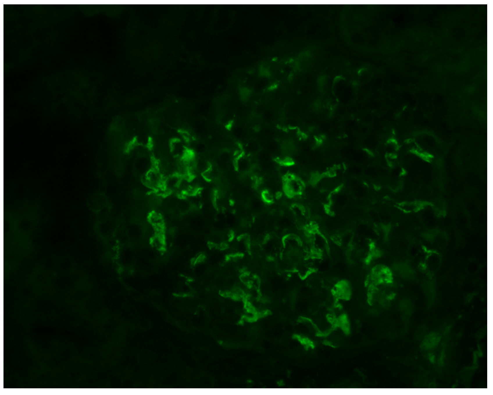 Antibodies 12 00040 g003 Antibodies 12 00040 g003