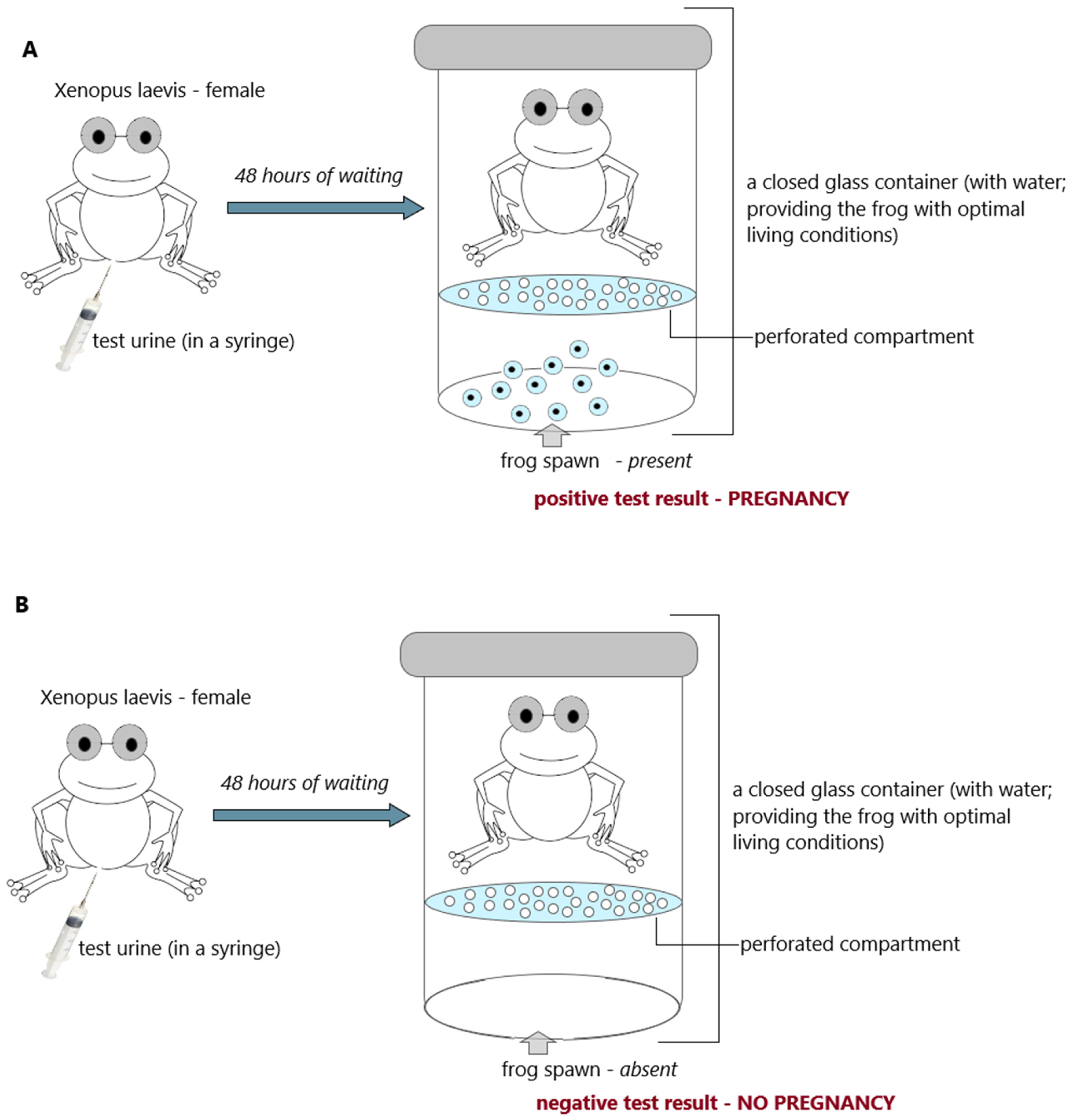 Antibodies 12 00056 g004