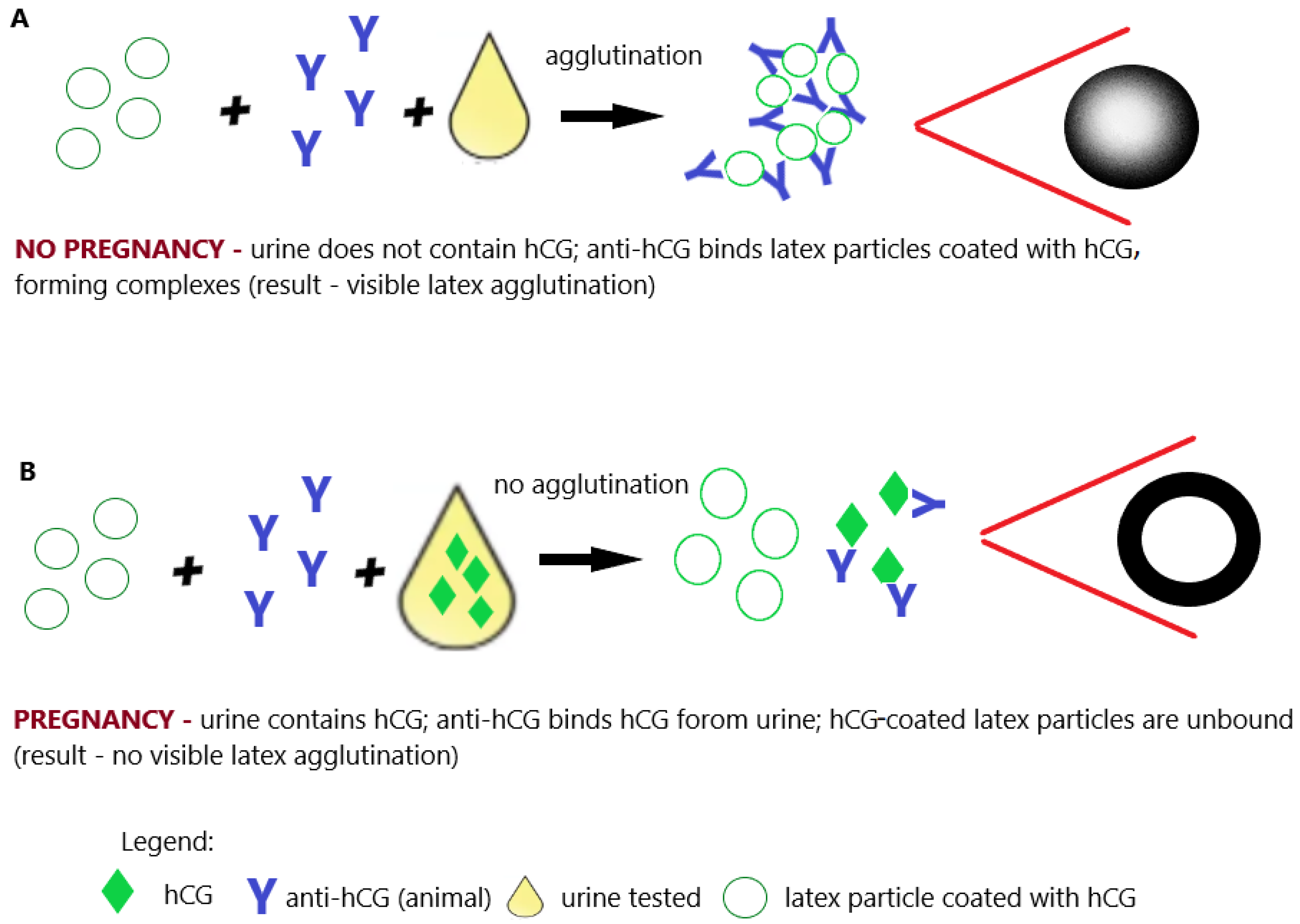 Antibodies 12 00056 g006