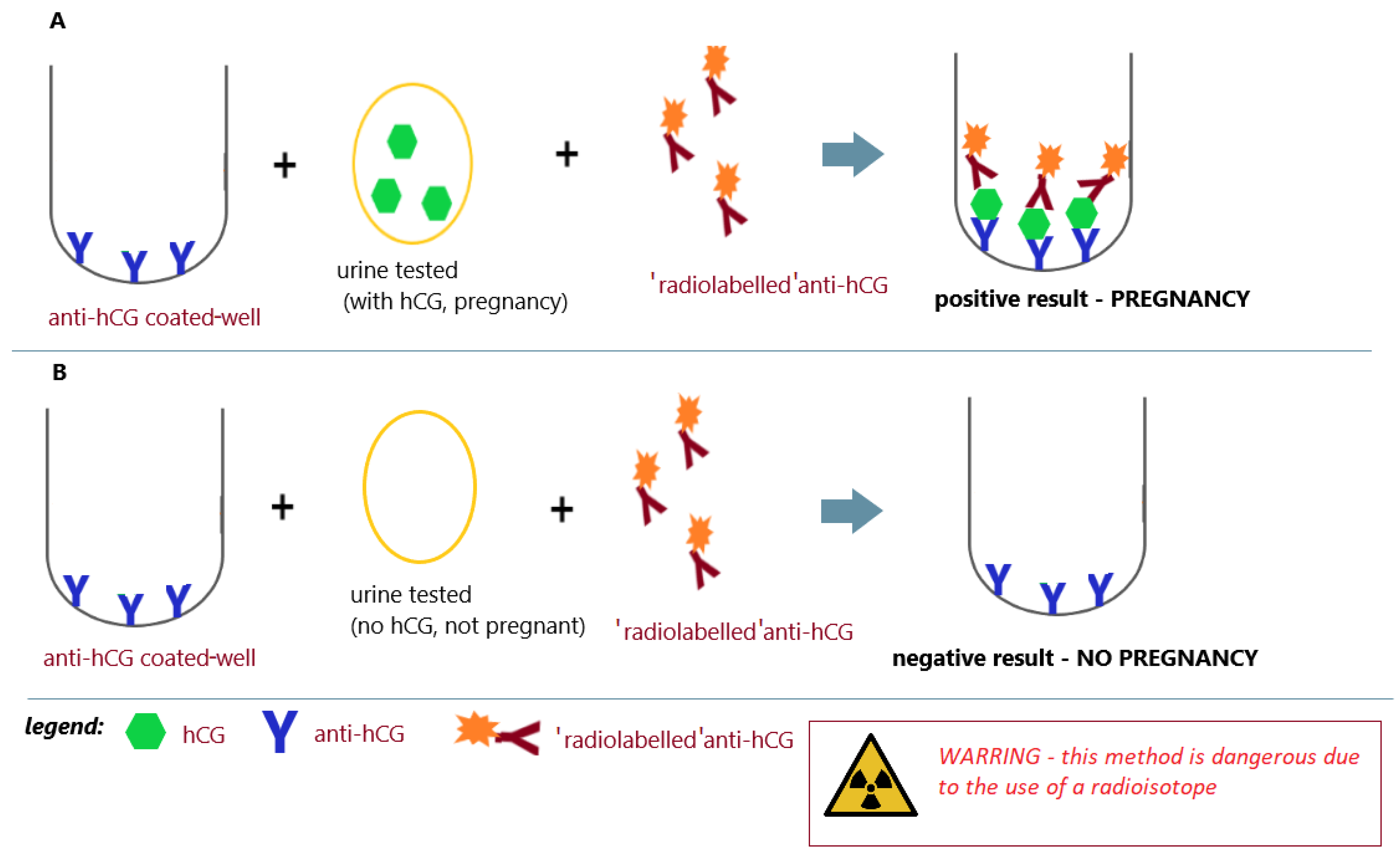 Antibodies 12 00056 g007