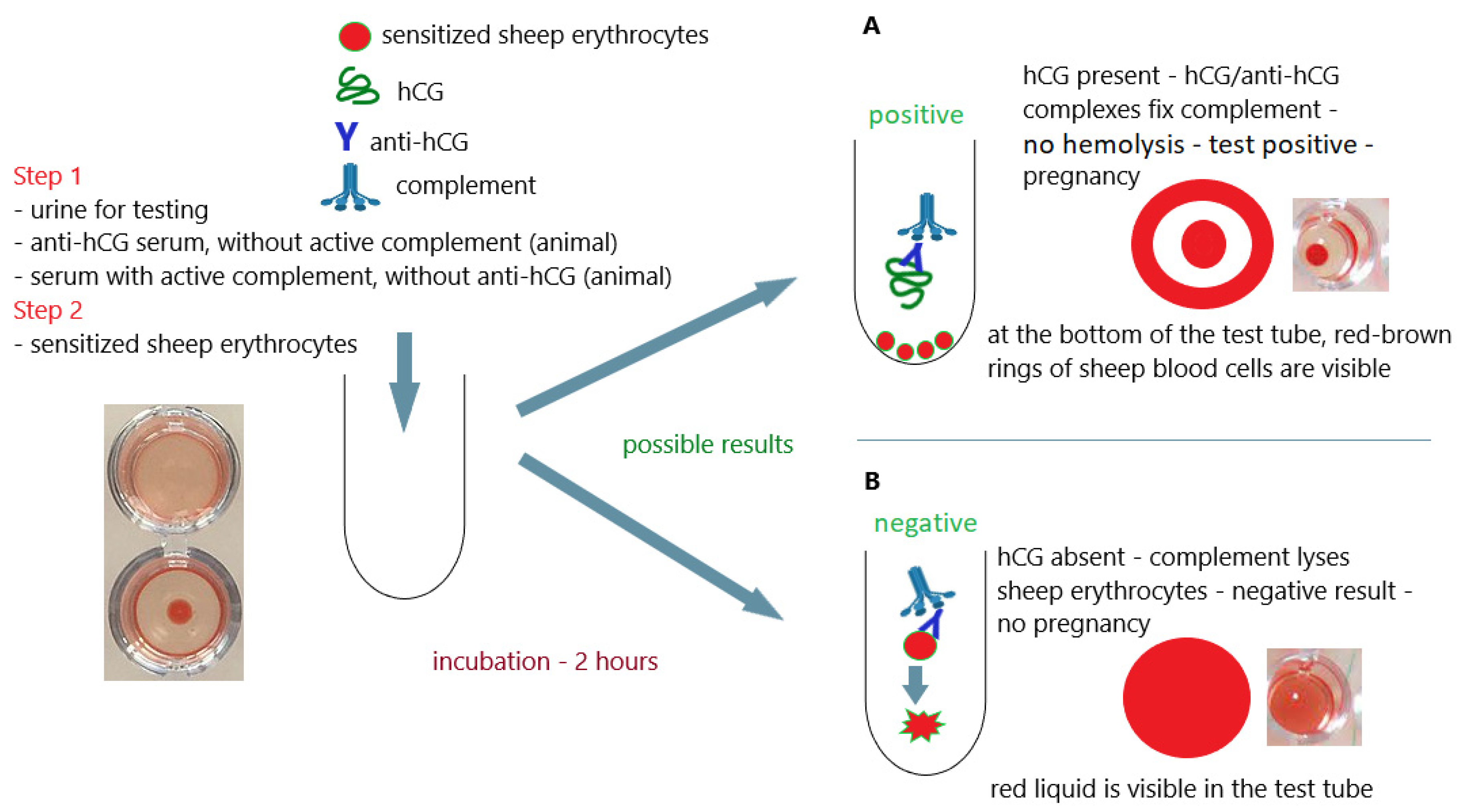 Antibodies 12 00056 g009