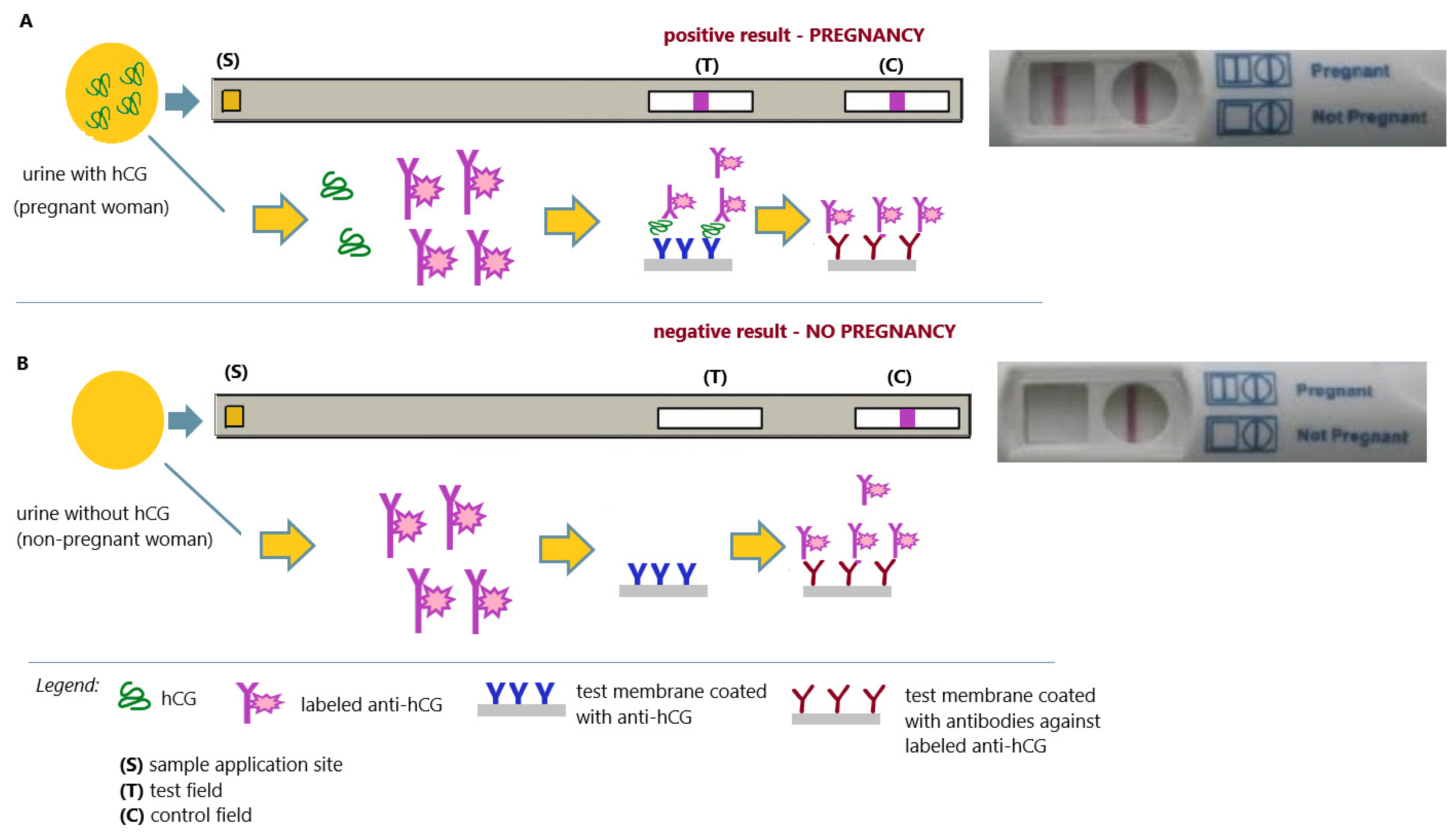 Antibodies 12 00056 g010
