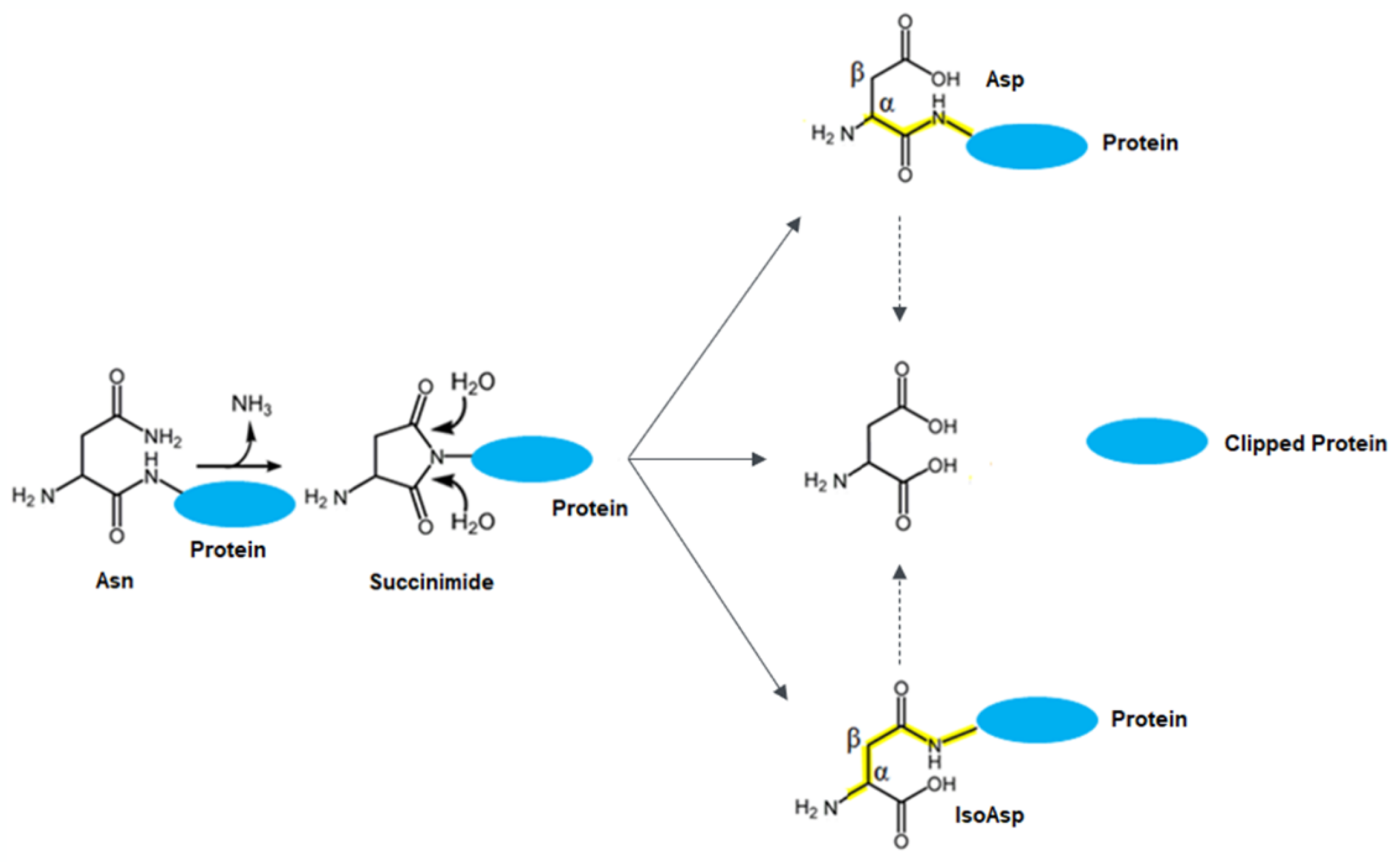 Antibodies 12 00059 g007