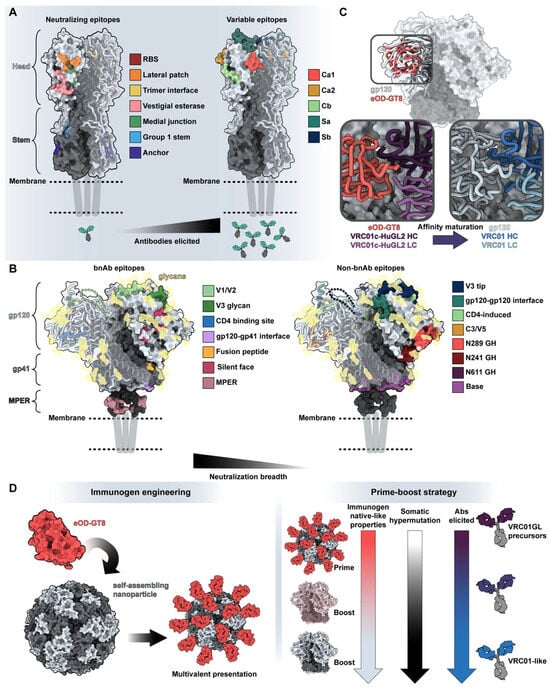 Antibodies 12 00067 g004