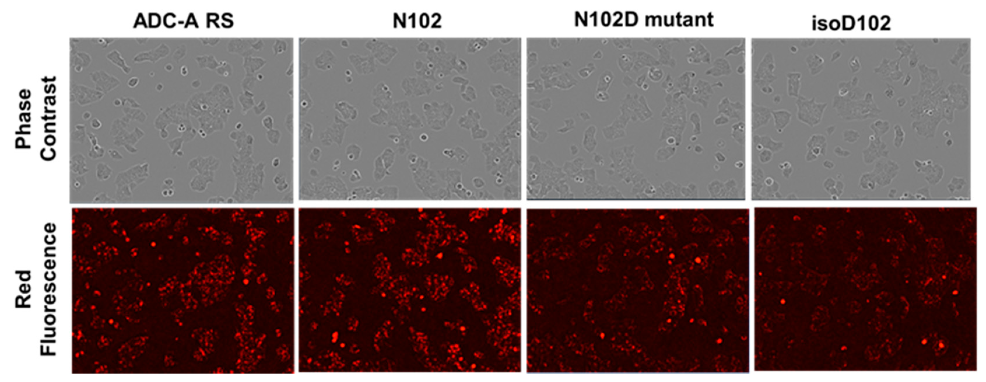 Antibodies 12 00068 g007 Antibodies 12 00068 g007