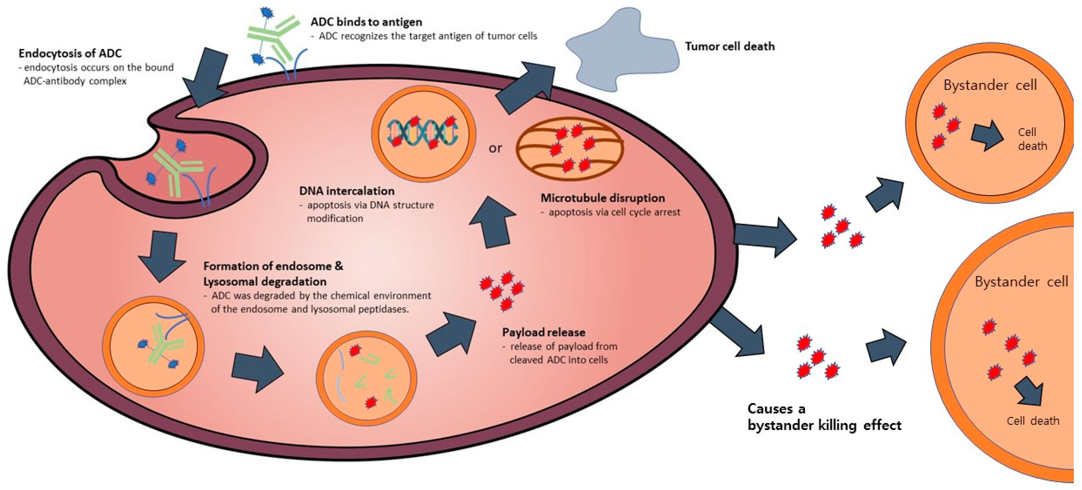 Antibodies 12 00072 g002