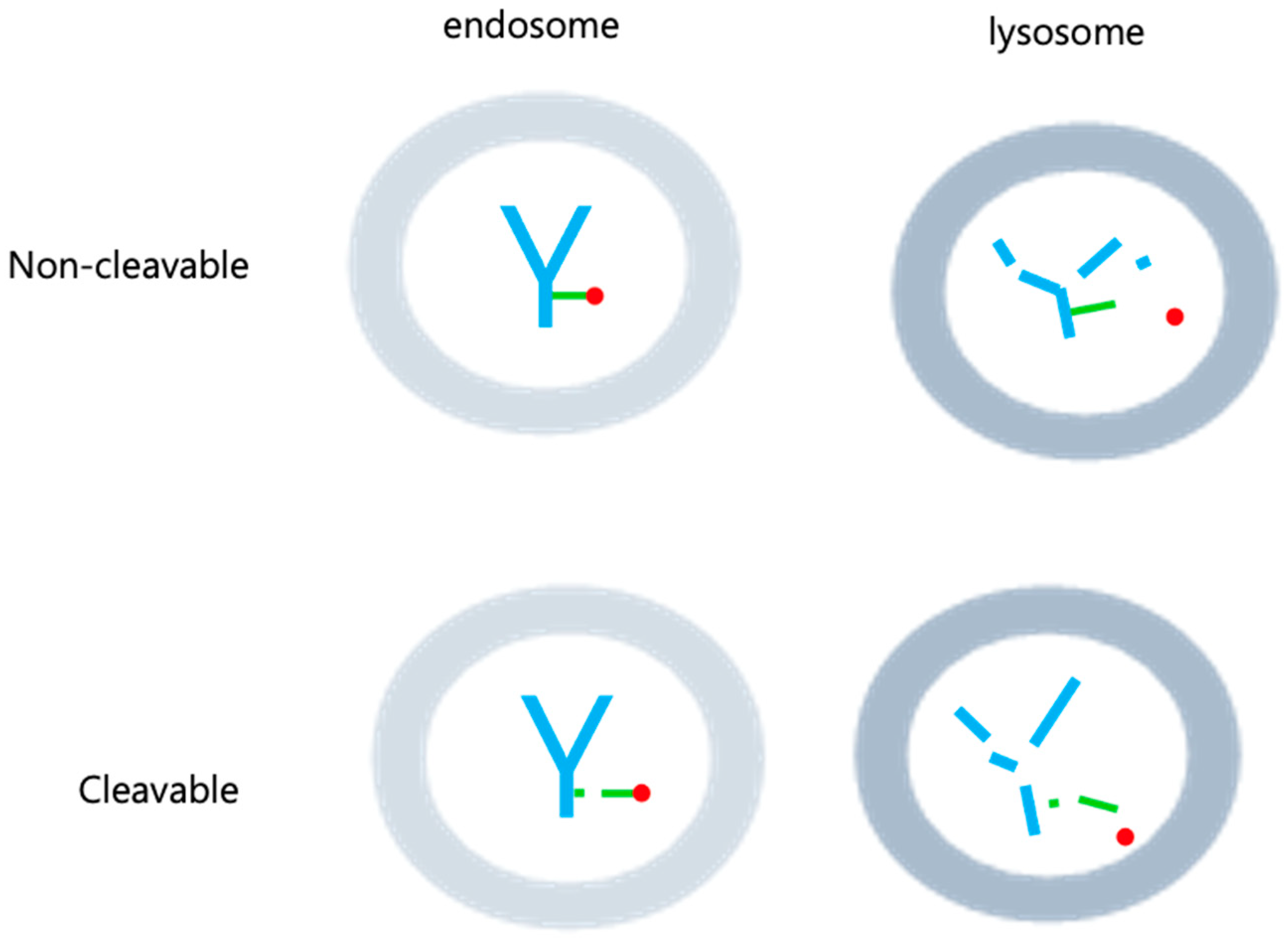 Antibodies 12 00072 g003