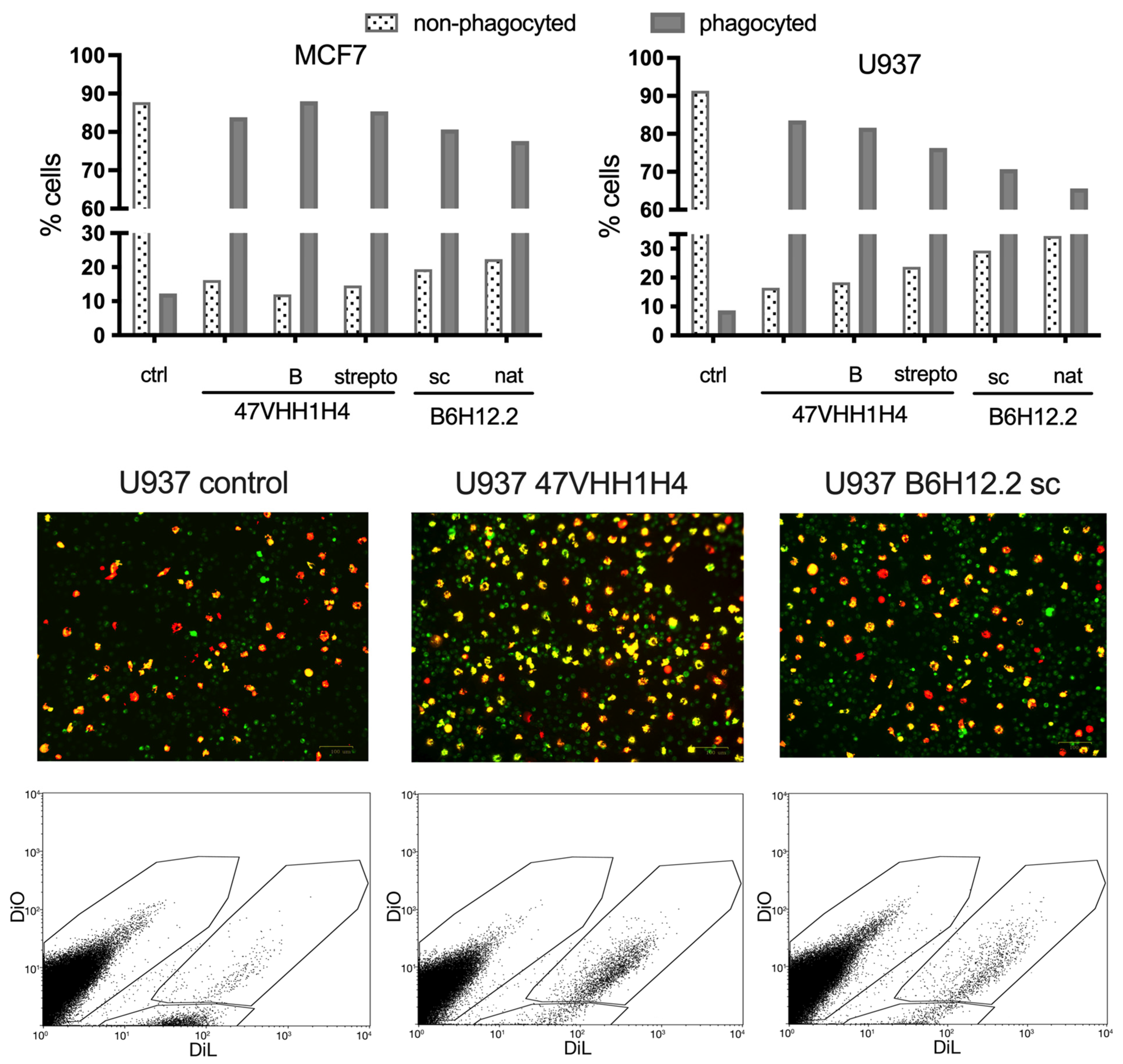 Antibodies 13 00002 g003