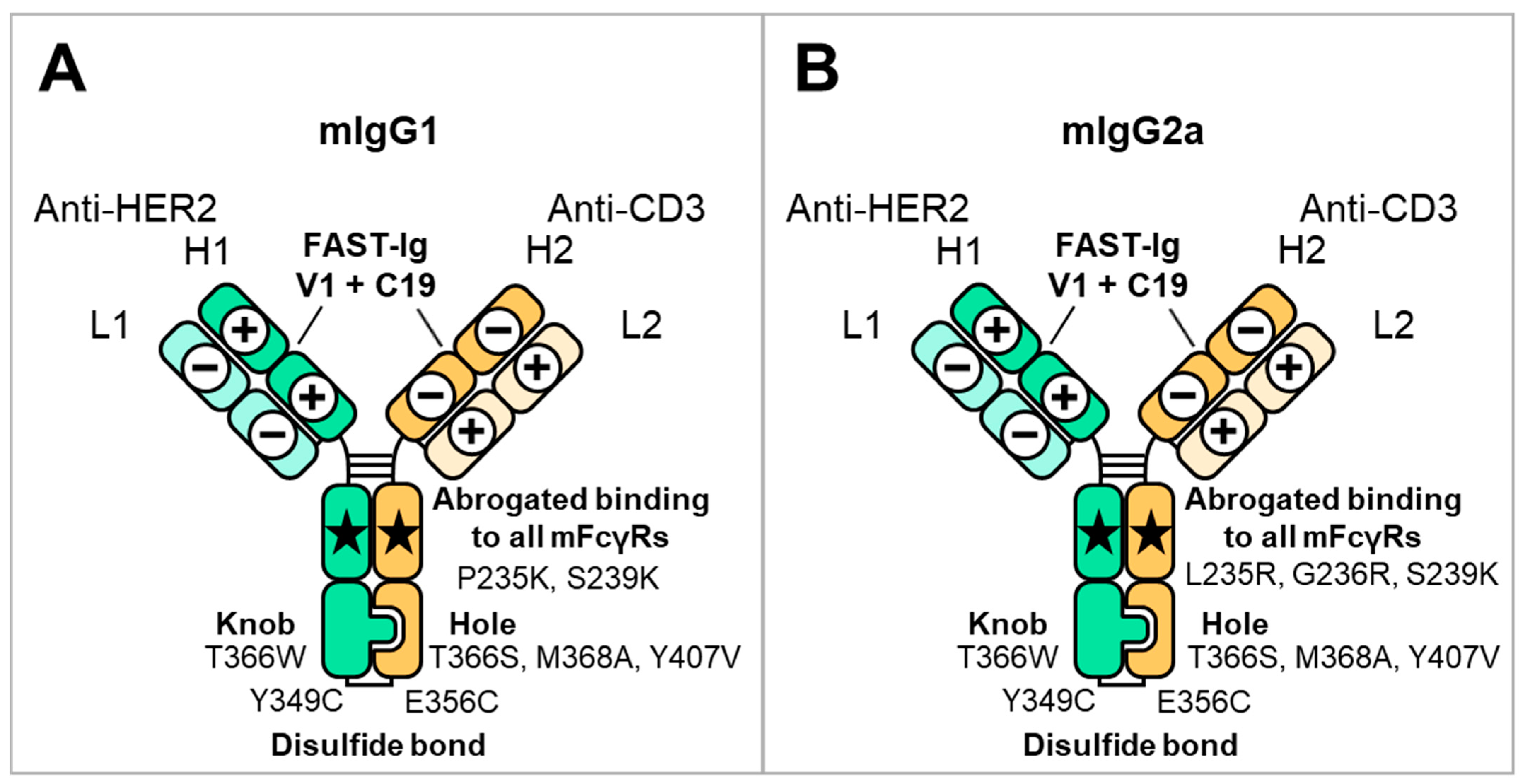 Antibodies 13 00003 g001