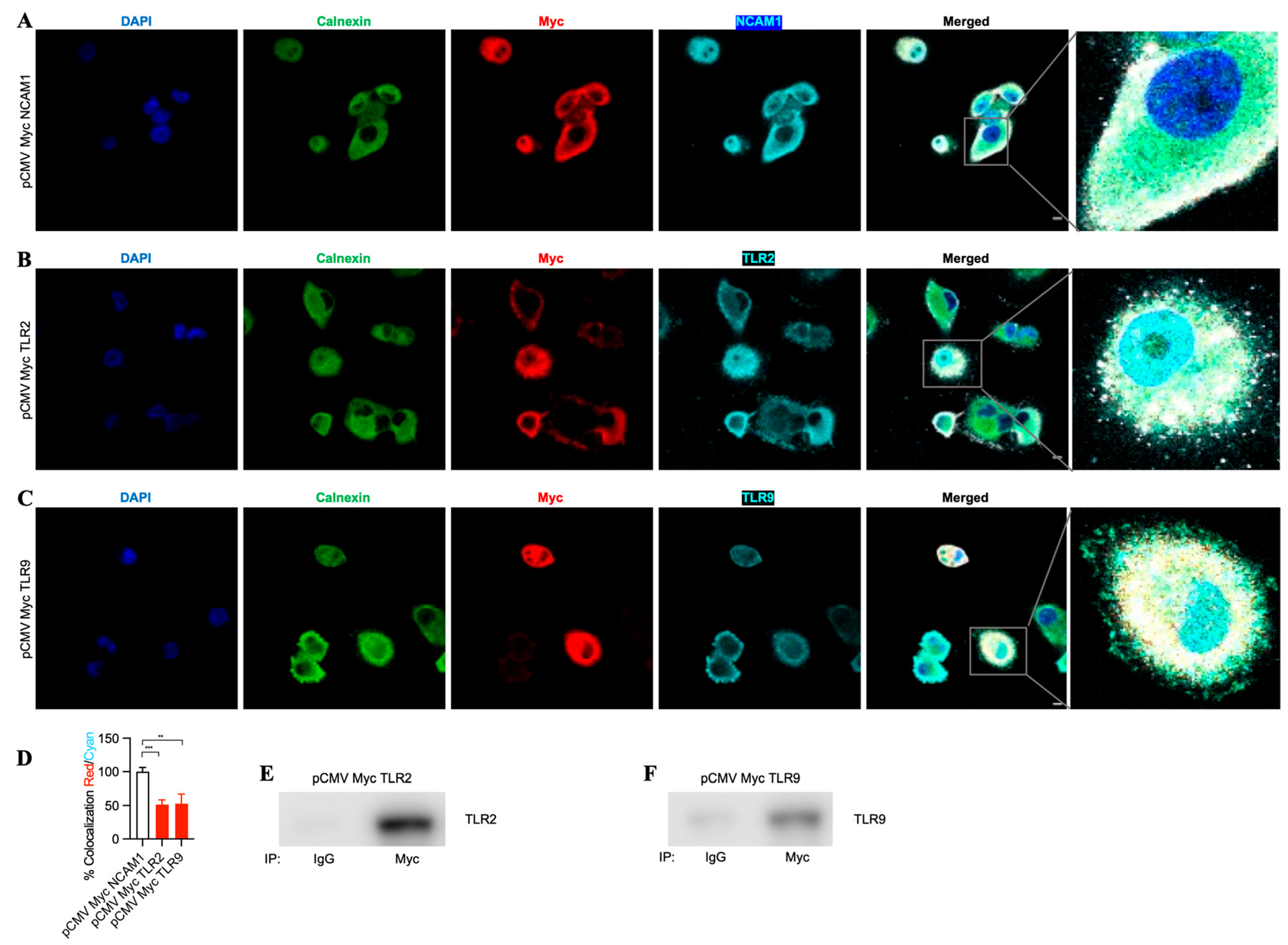 Antibodies 13 00011 g004