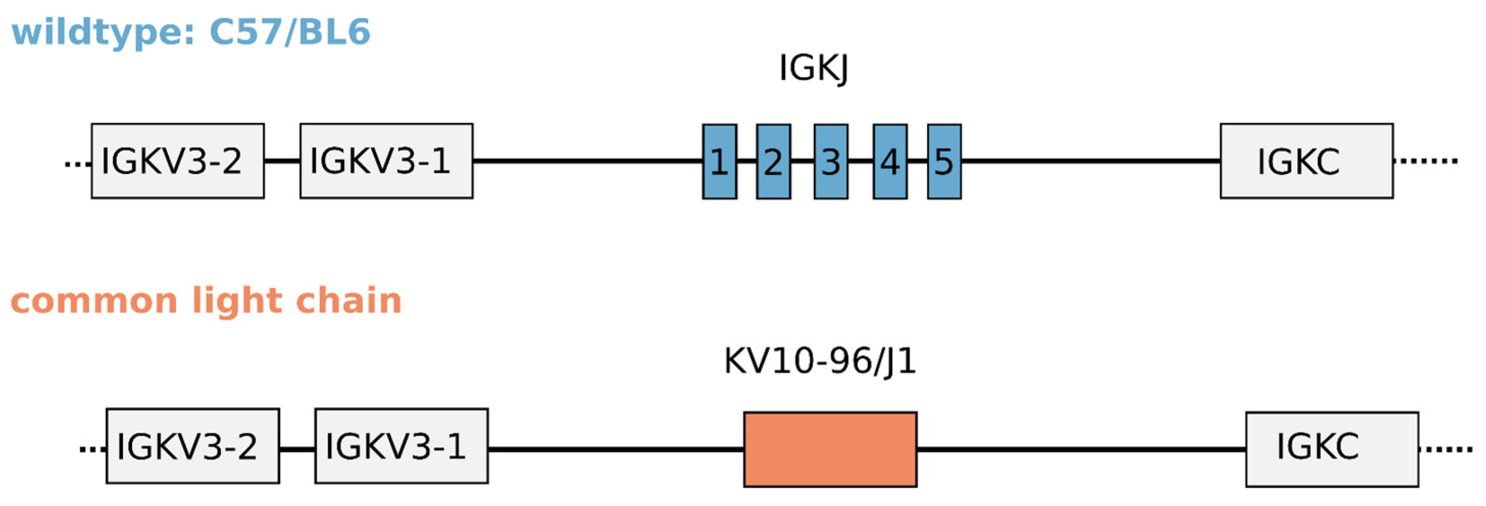 Antibodies 13 00014 g001