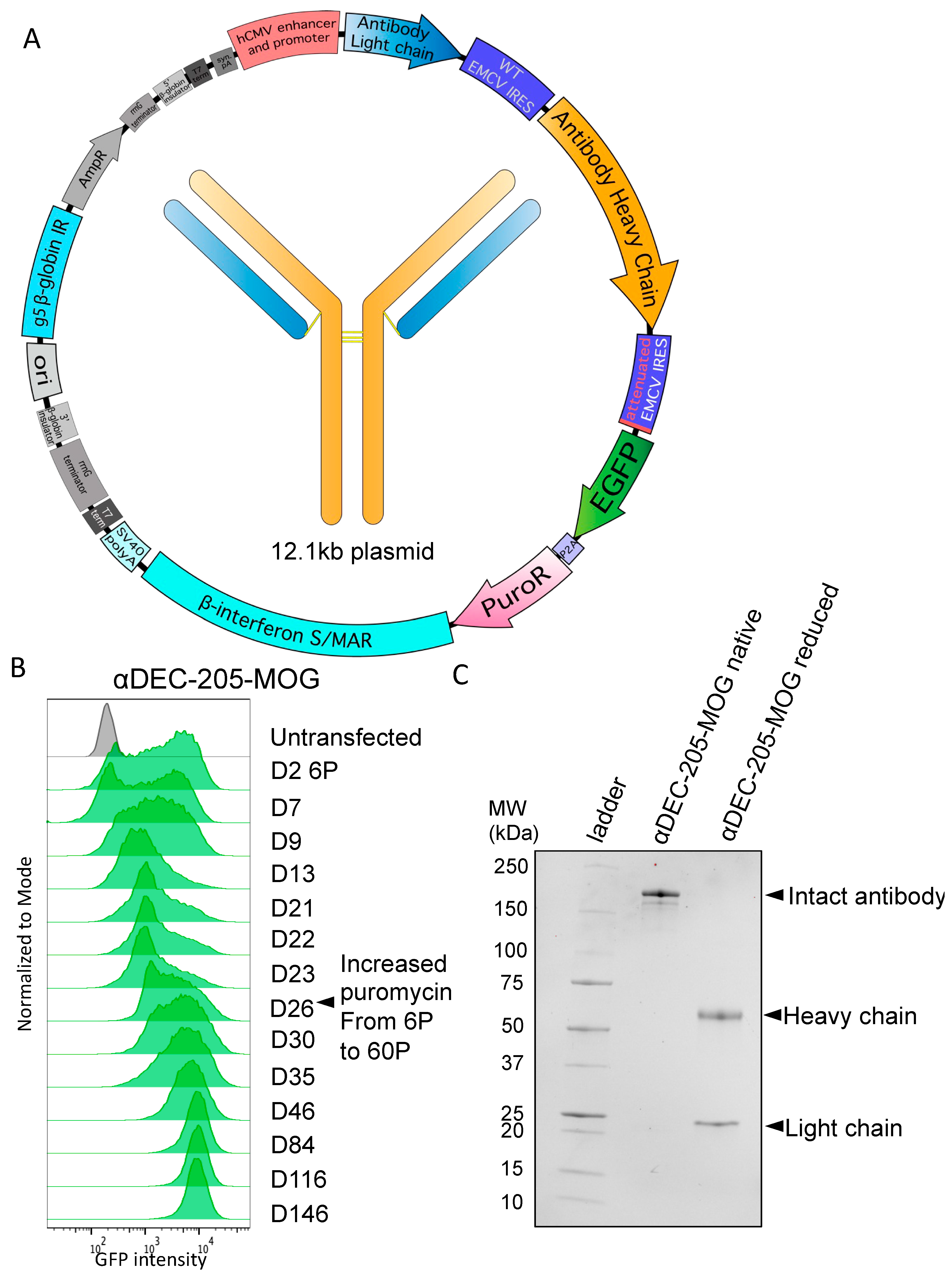Antibodies 13 00018 g002 Antibodies 13 00018 g002