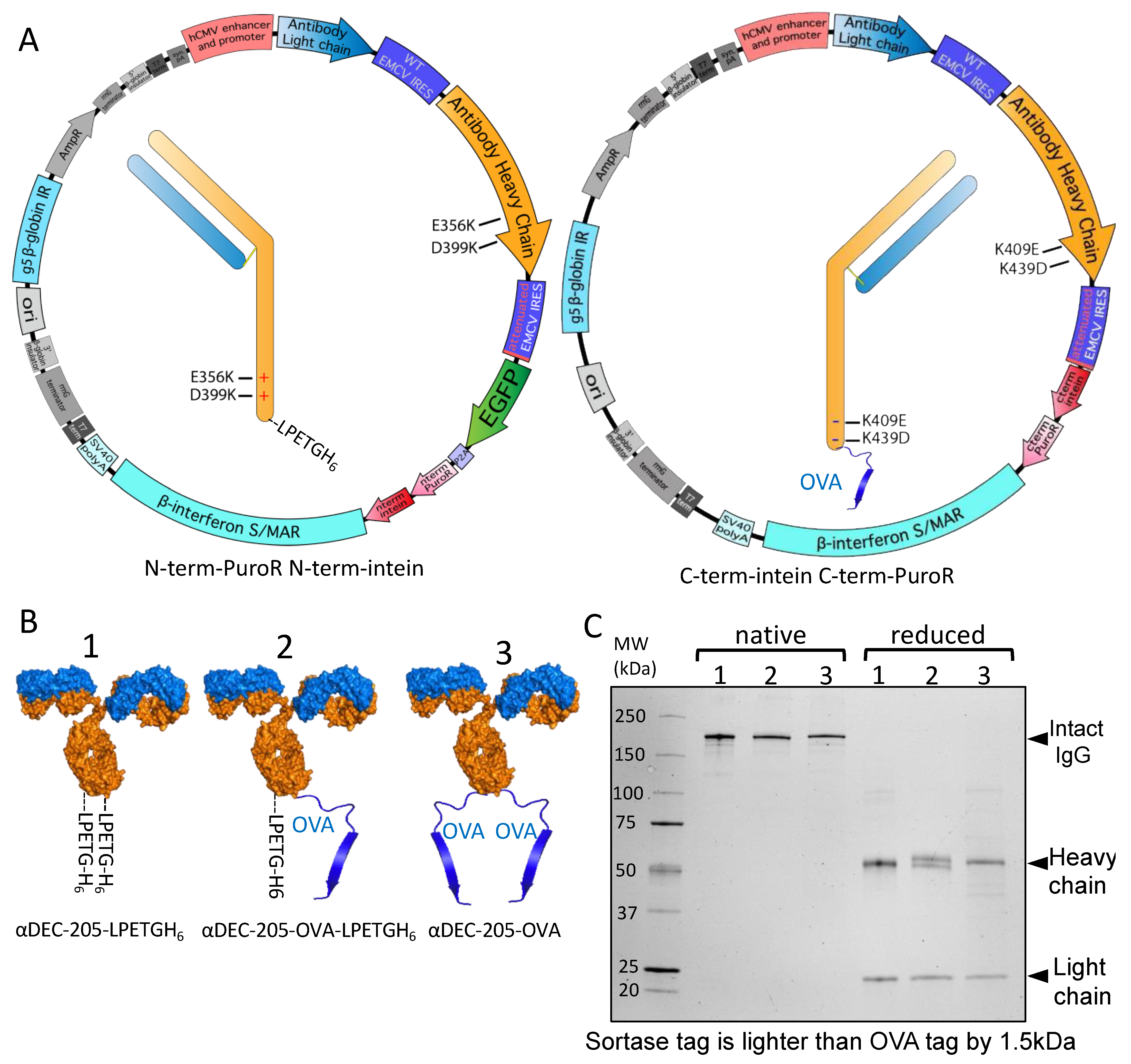 Antibodies 13 00018 g004 Antibodies 13 00018 g004