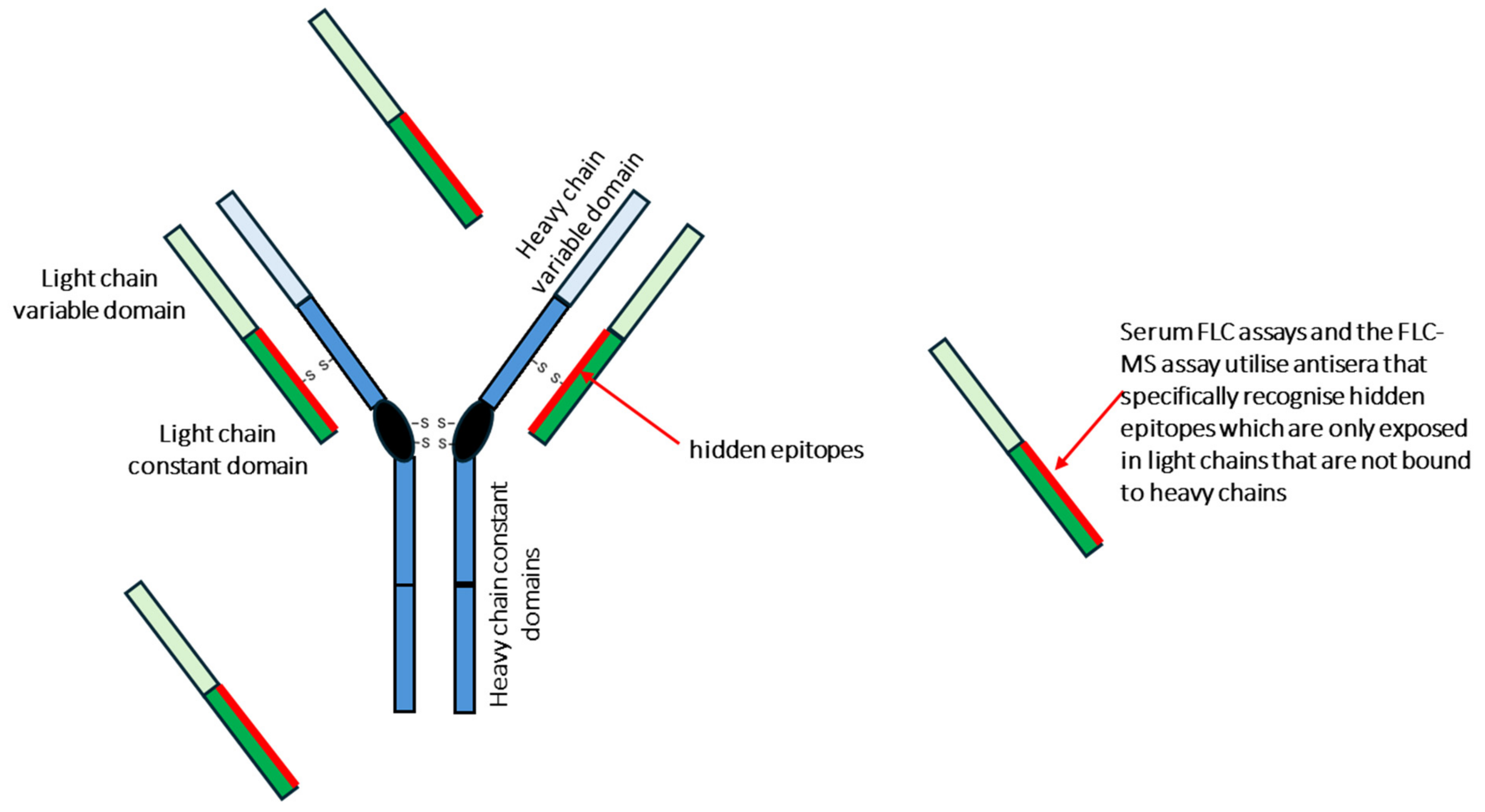 Antibodies 13 00019 g002