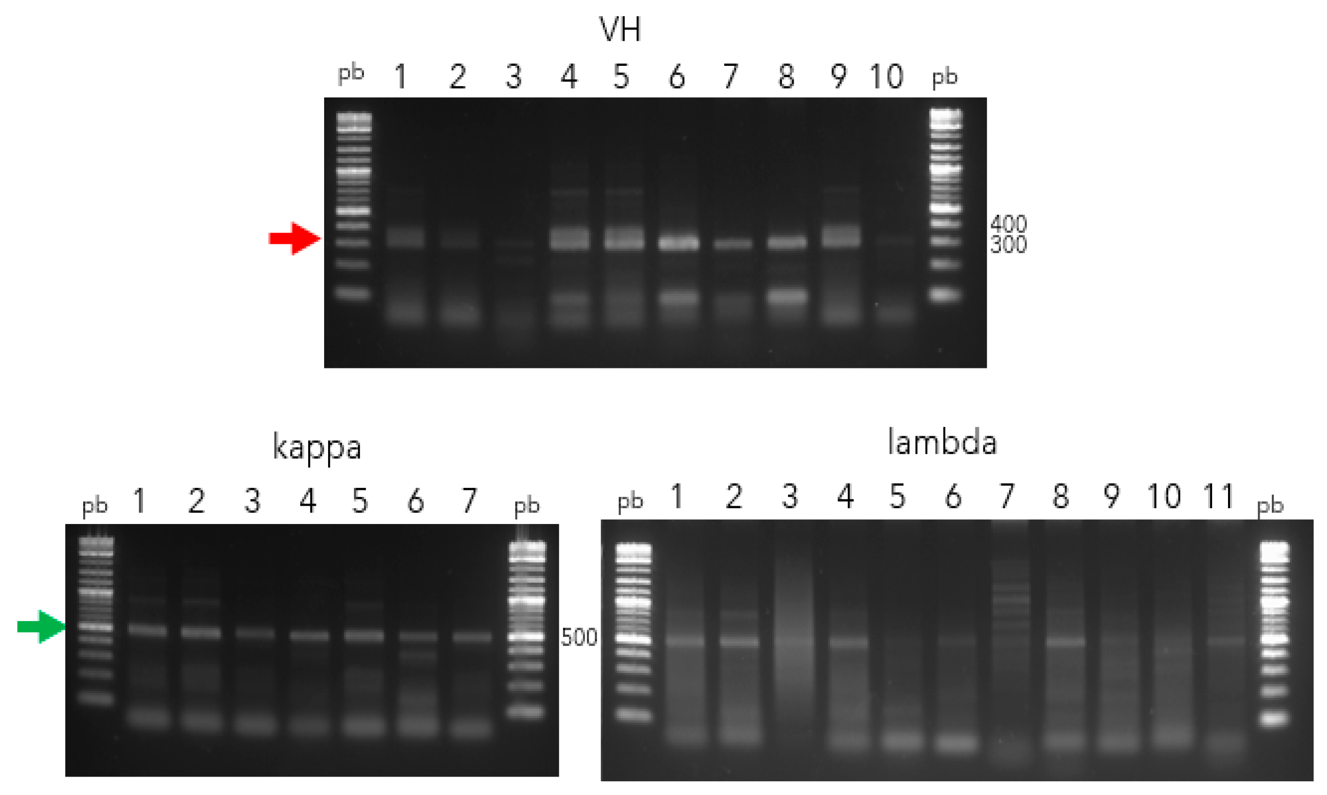 Antibodies 13 00020 g001