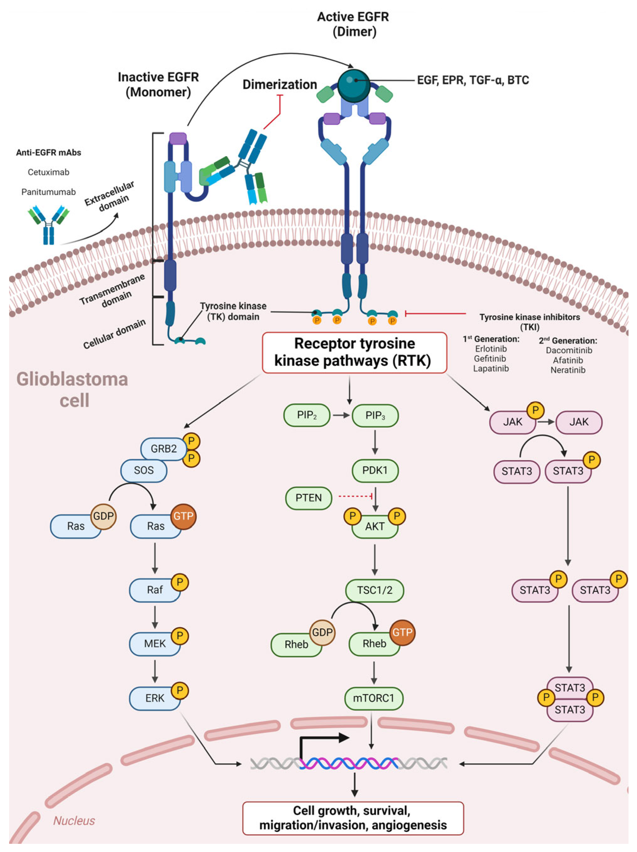 Antibodies 13 00025 g003
